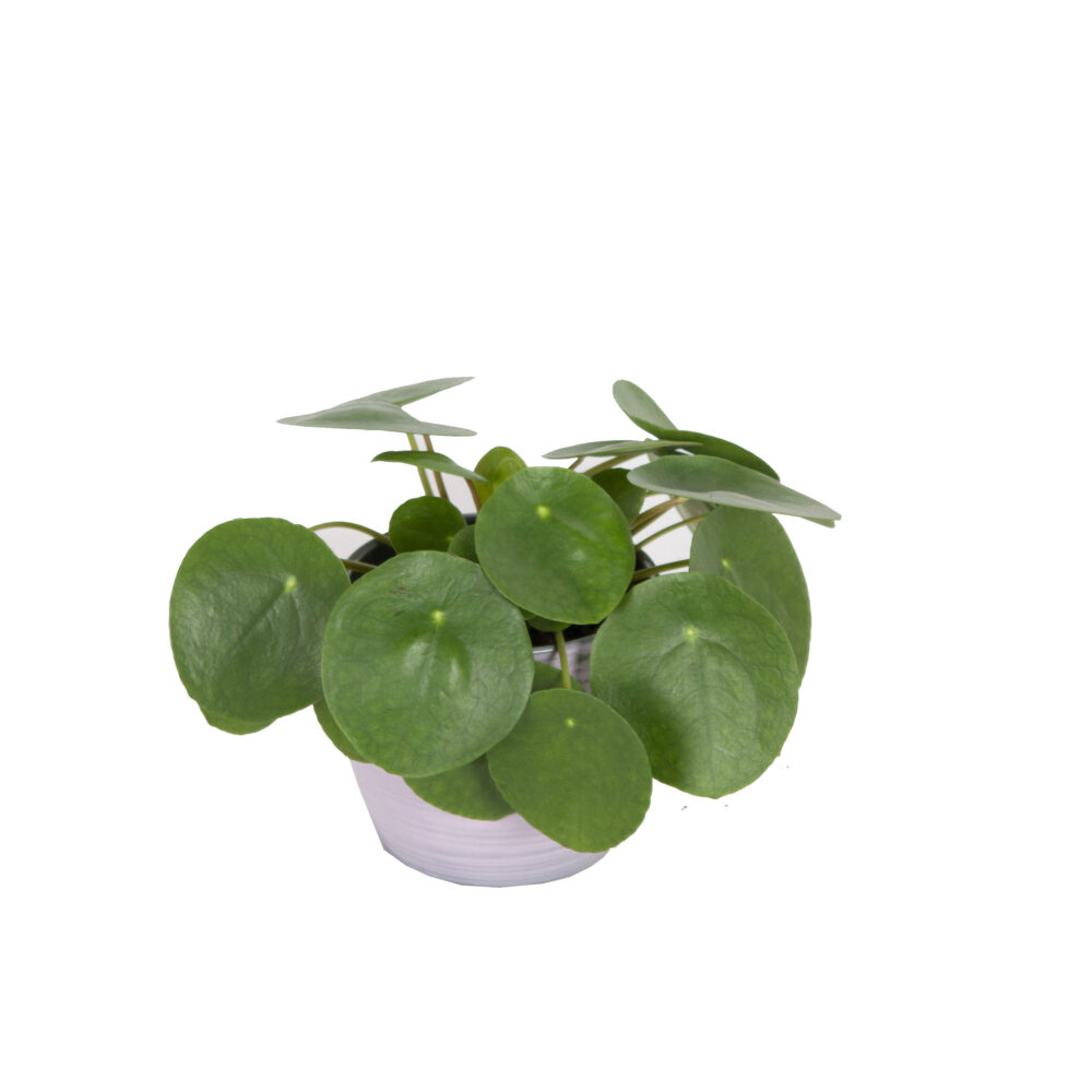 Trio Begonia maculata, Pilea peperomioides en Peperomia Argyreia - Afbeelding 5