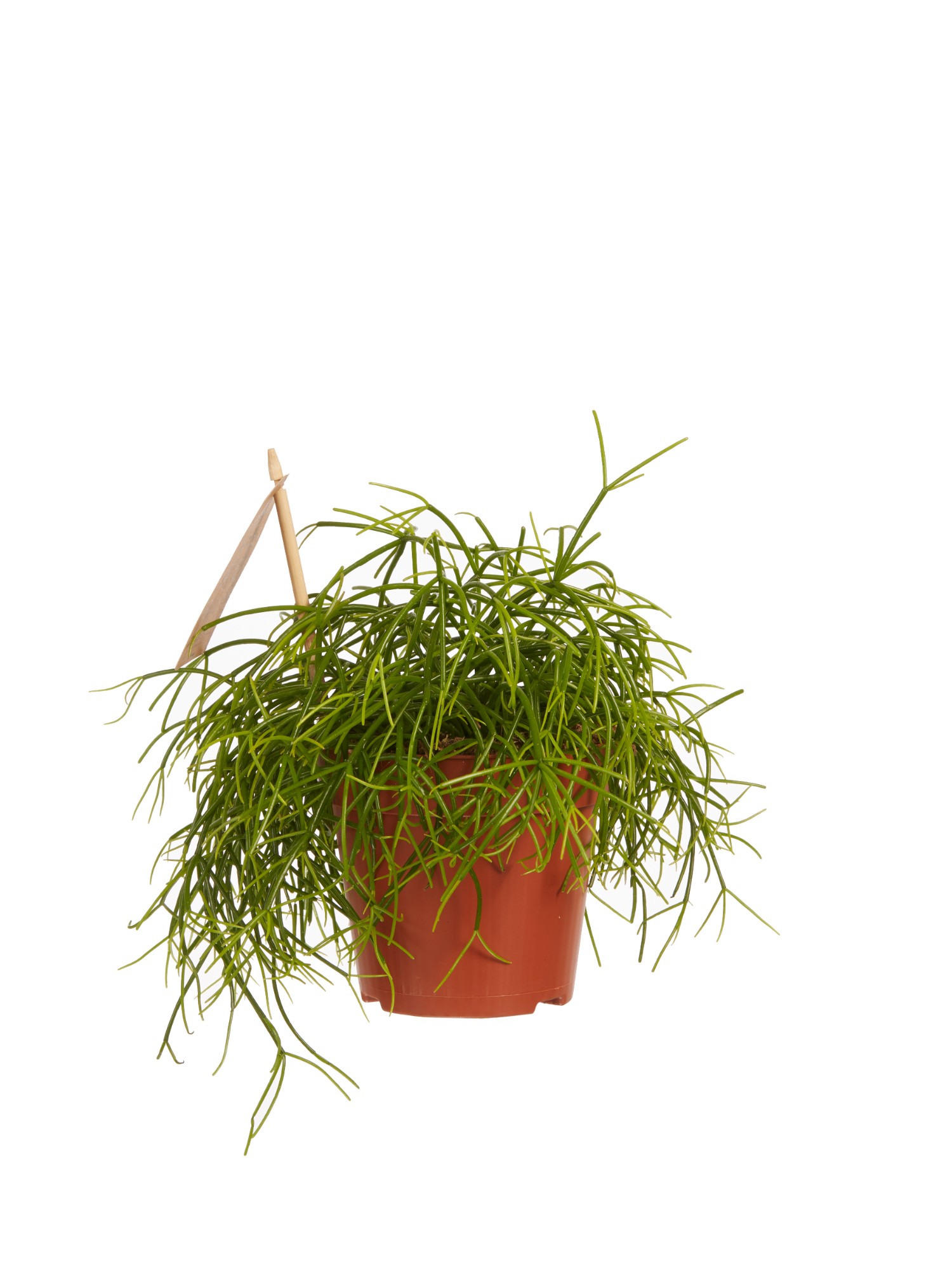 Rhipsalis cashero - Afbeelding 3