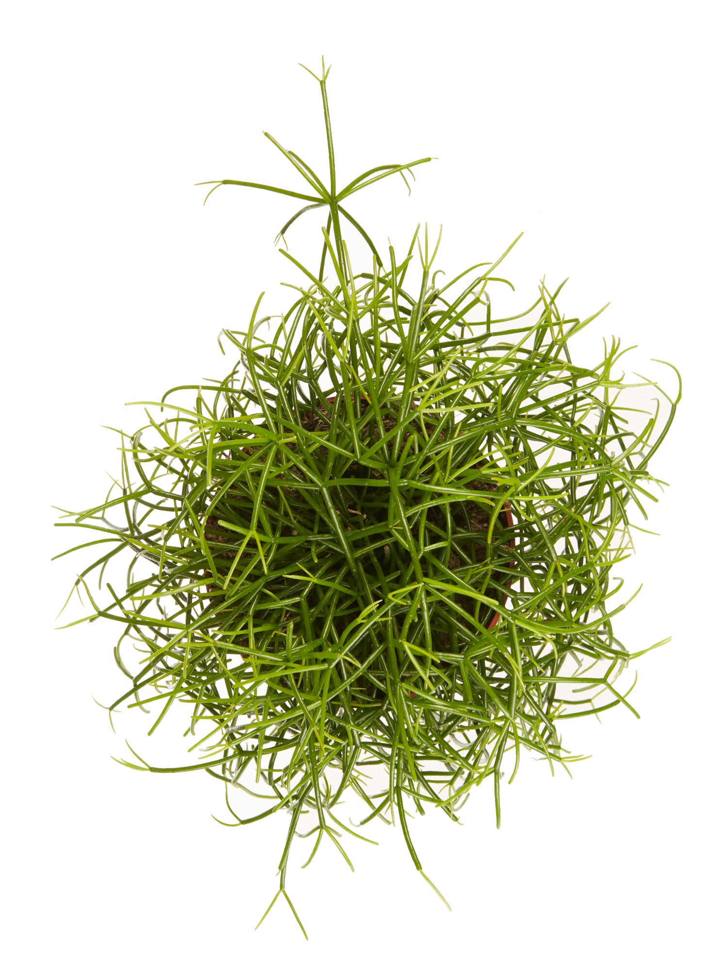 Rhipsalis cashero - Afbeelding 5