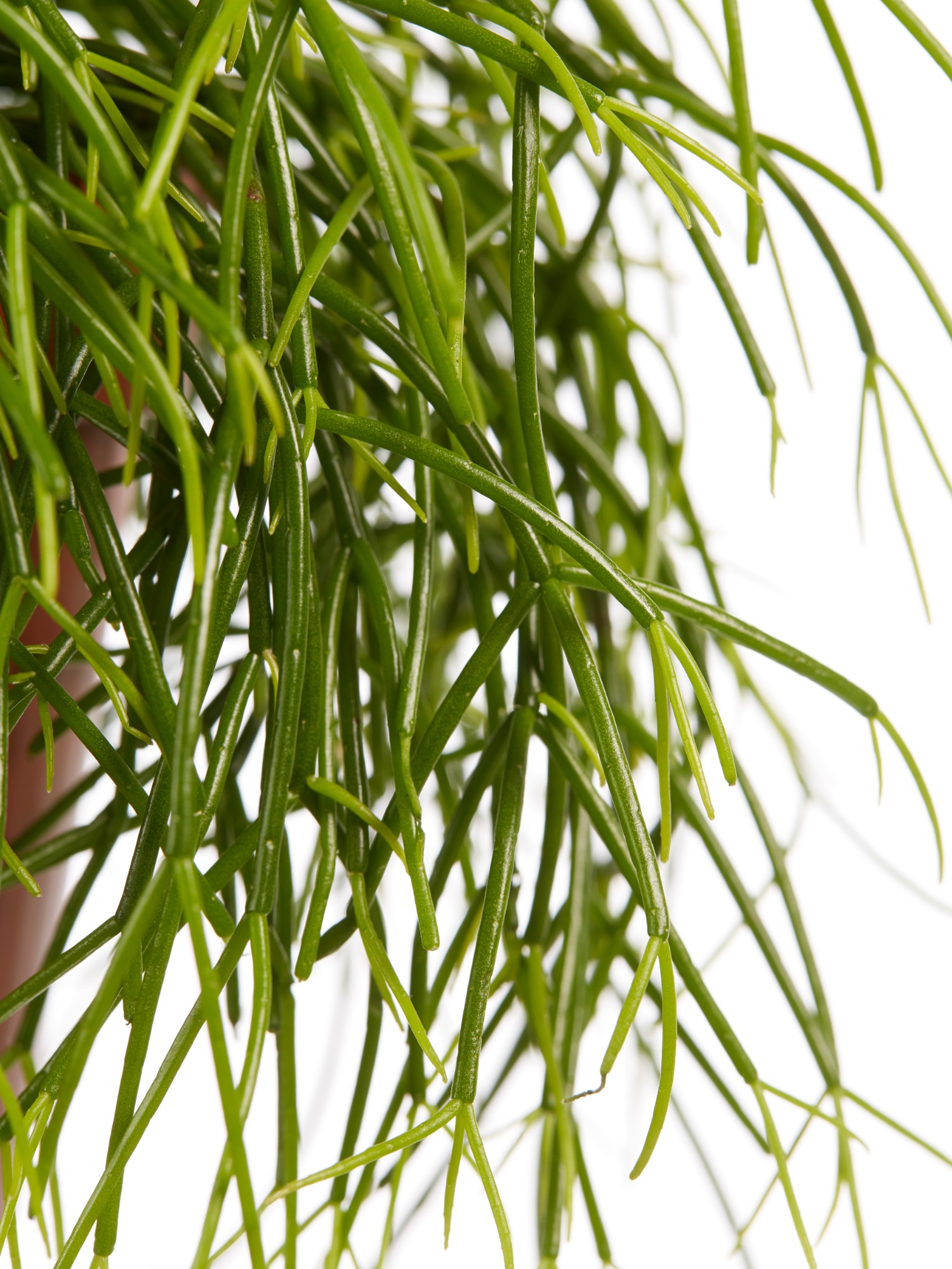 Rhipsalis cashero - Afbeelding 6