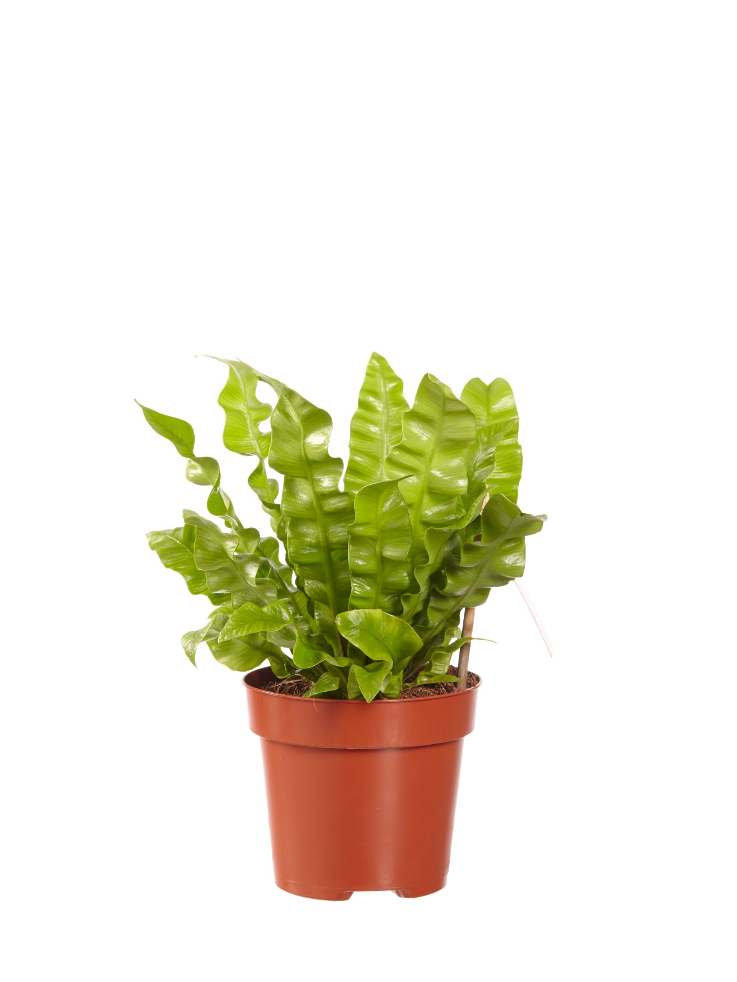 Asplenium Crispy Wave