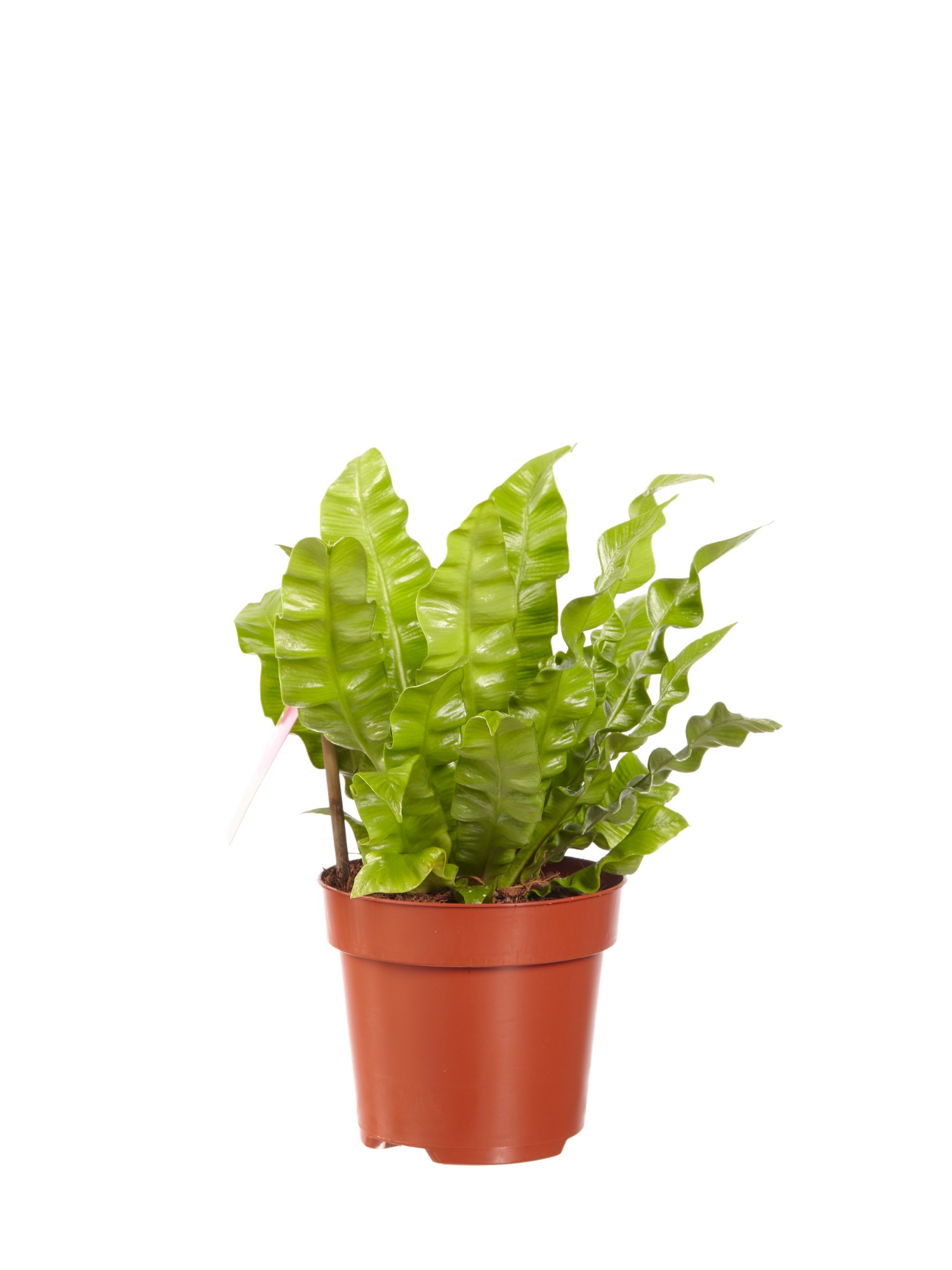 Asplenium Crispy Wave - Afbeelding 3