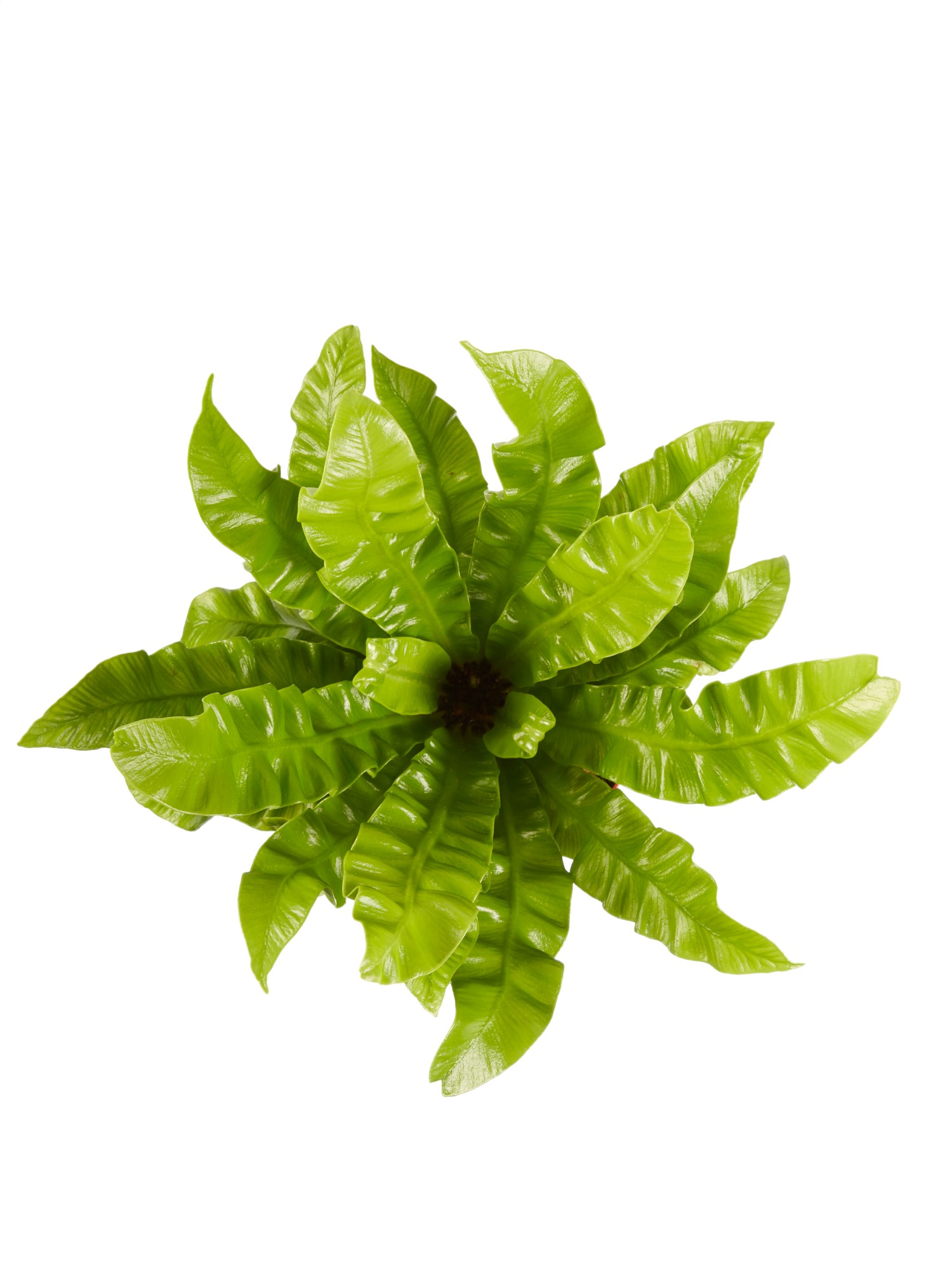 Asplenium Crispy Wave - Afbeelding 4