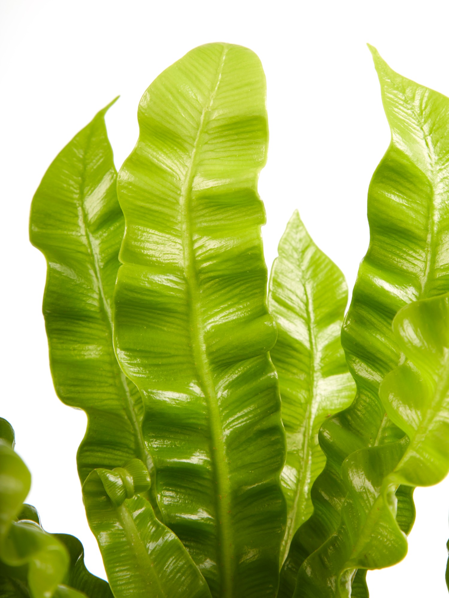 Asplenium Crispy Wave - Afbeelding 5