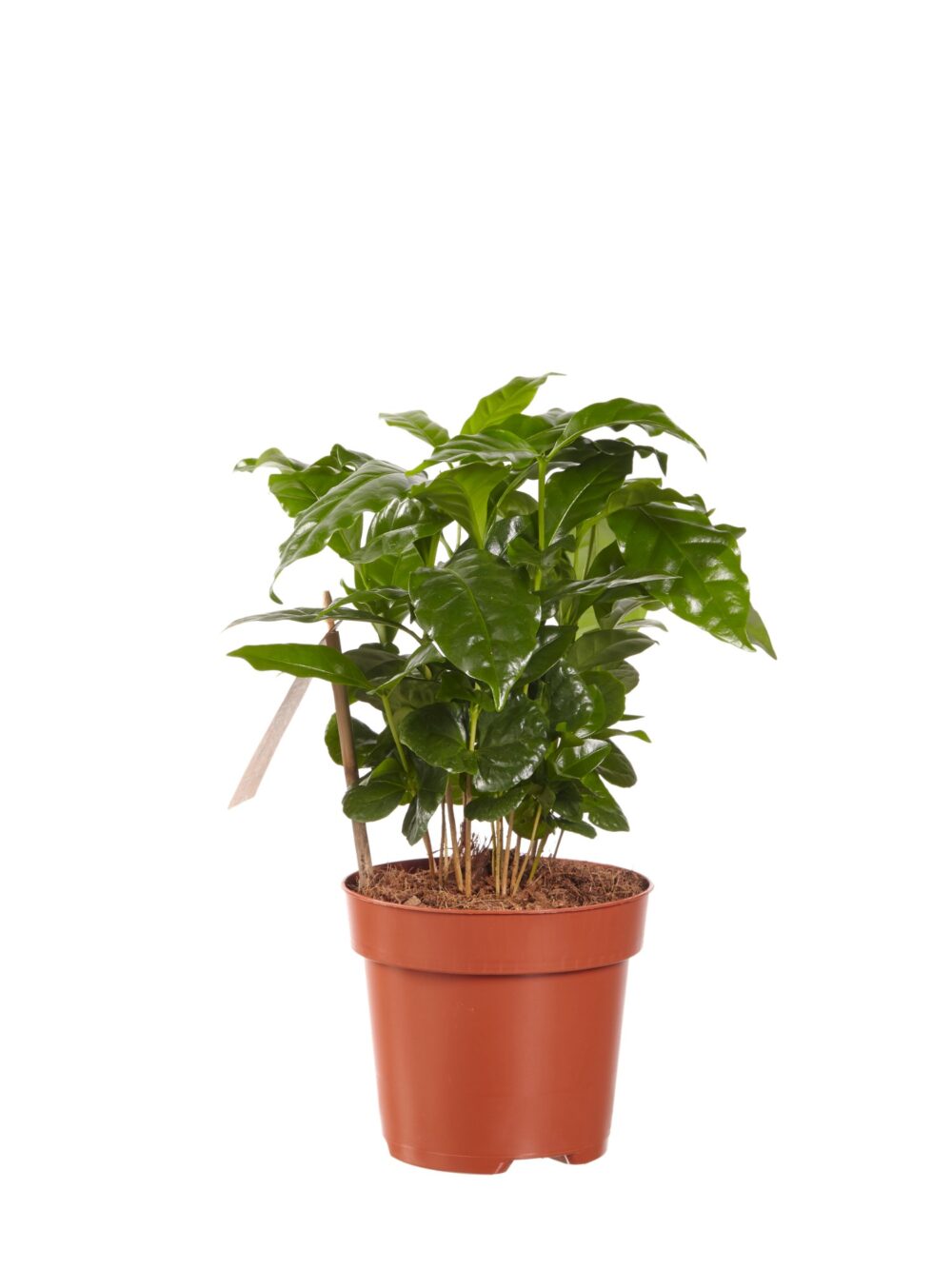 Koffie plant - Afbeelding 3