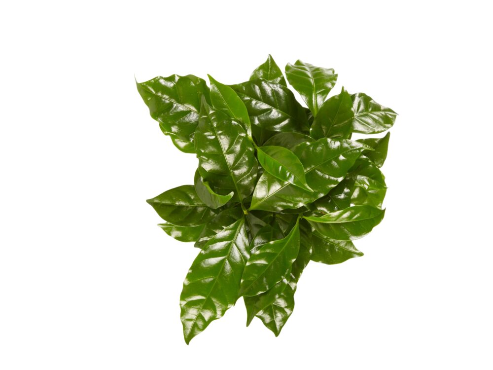 Koffie plant - Afbeelding 4