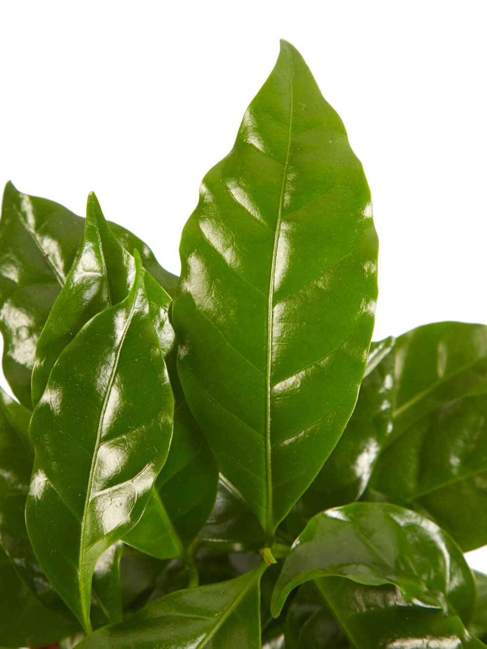 Koffie plant - Afbeelding 5