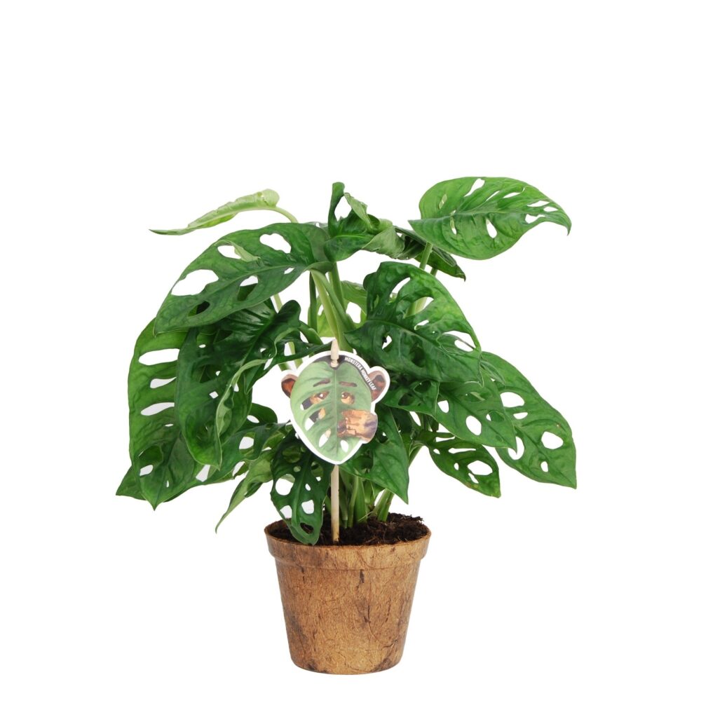 Monstera Obliqua ‘Monkey Leaf’