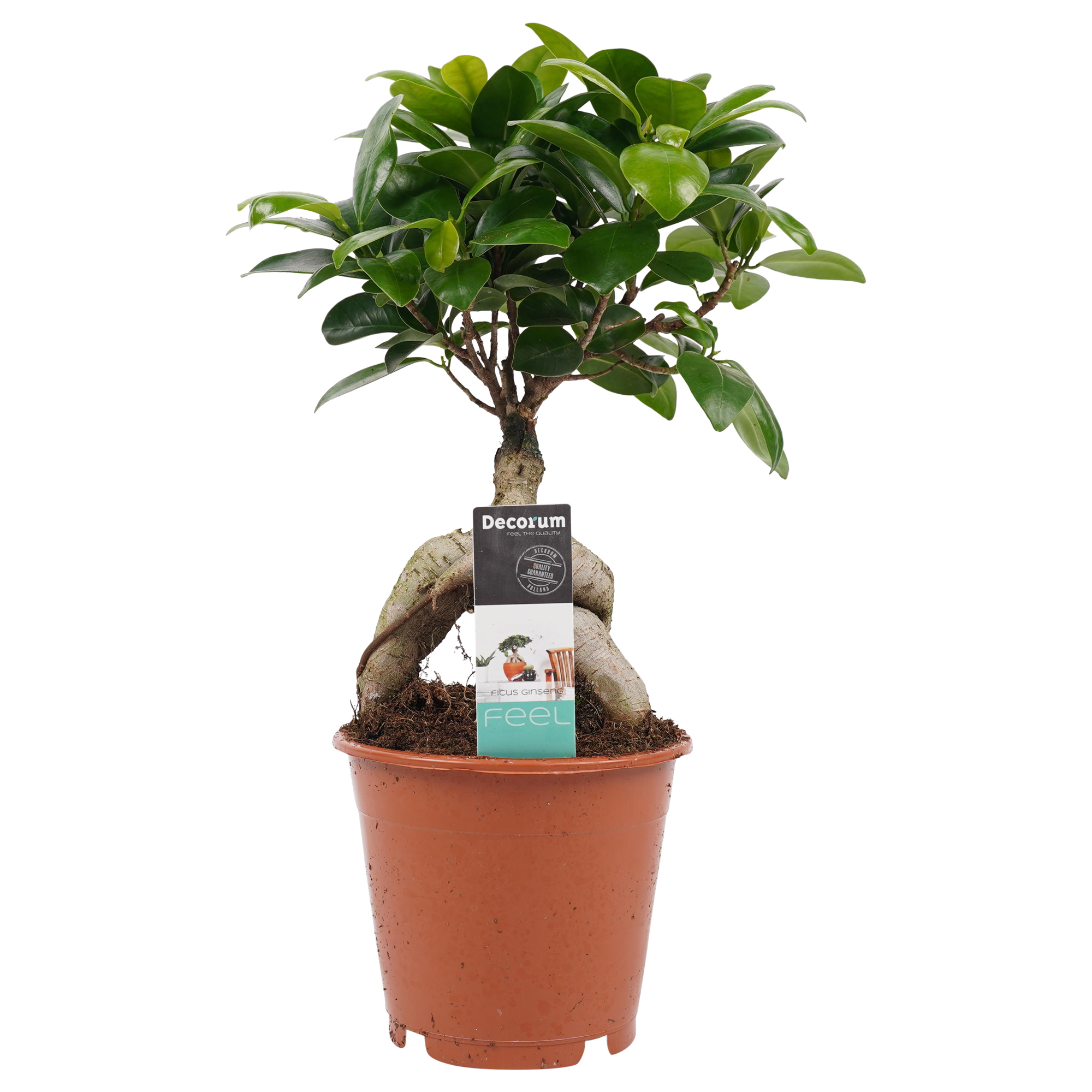 Decorum Ficus Ginseng Bonsai geënt