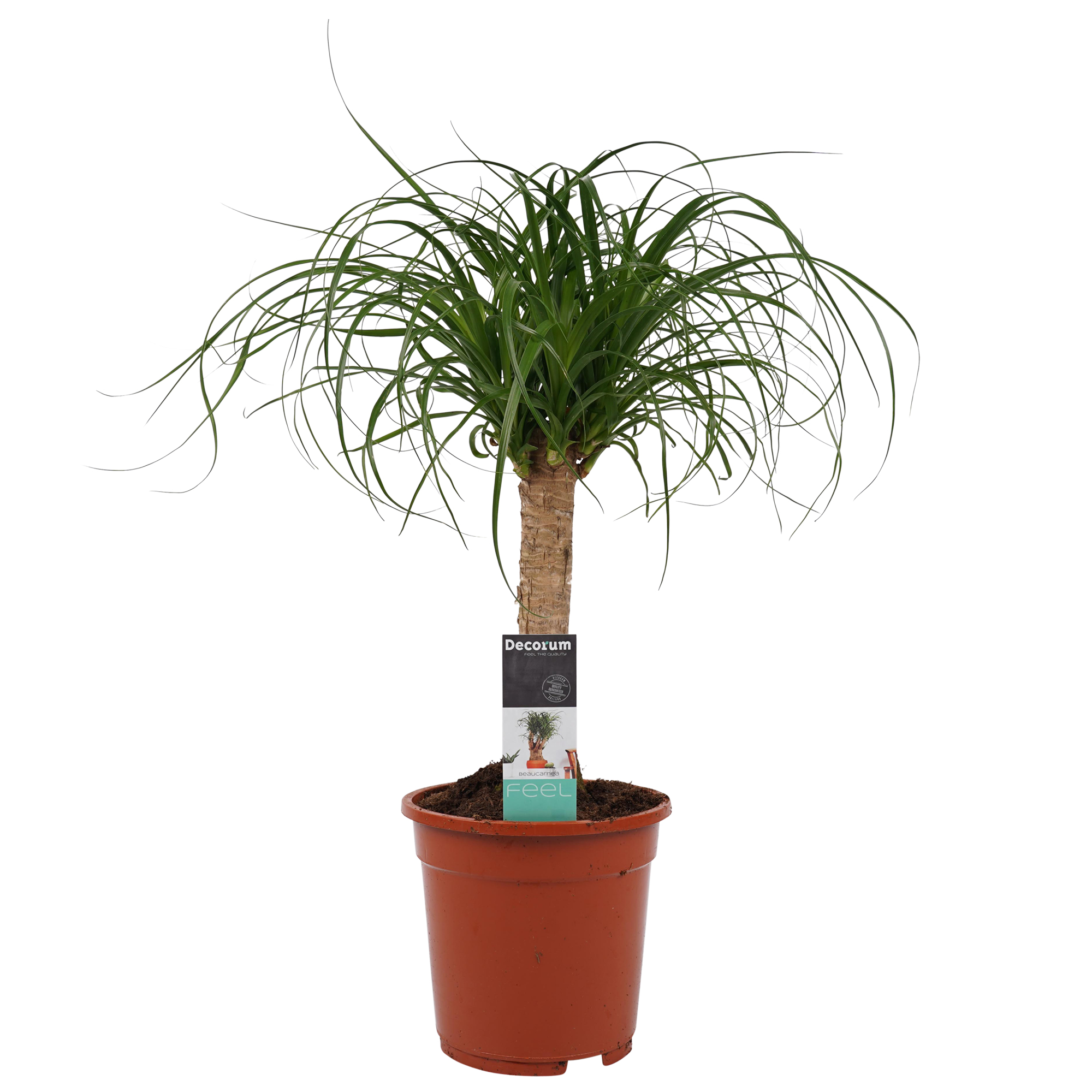 Decorum Beaucarnea Recht