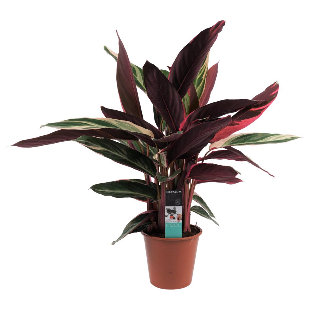 Decorum Calathea Triostar