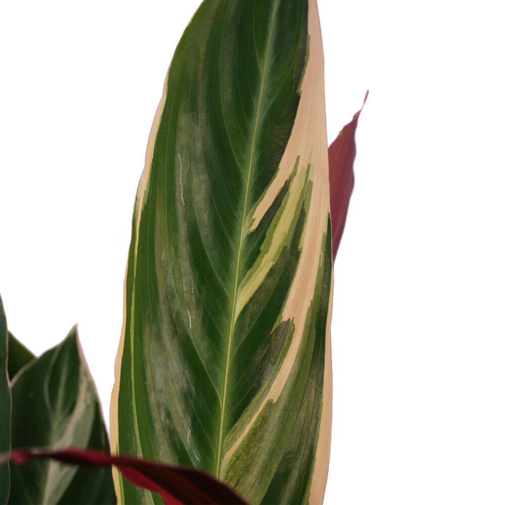 Decorum Calathea Triostar - Afbeelding 3