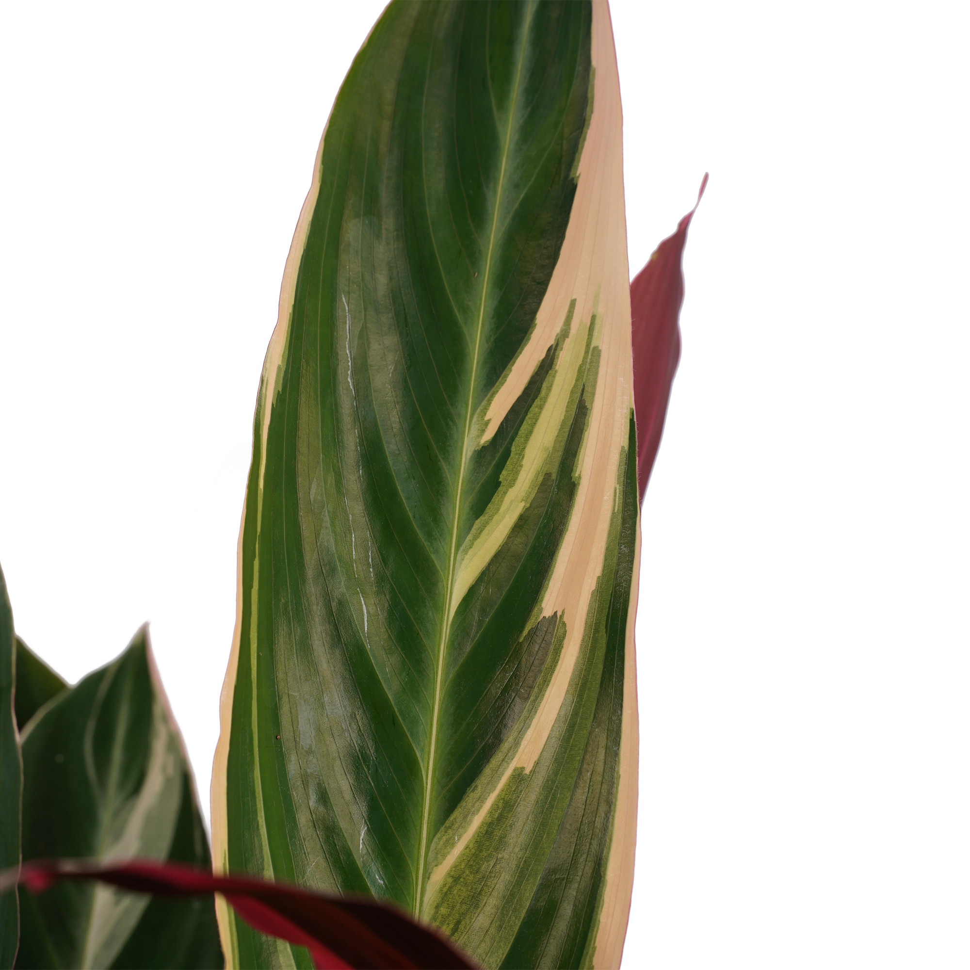 Decorum Calathea Triostar met Elho brussels antracite - Afbeelding 3