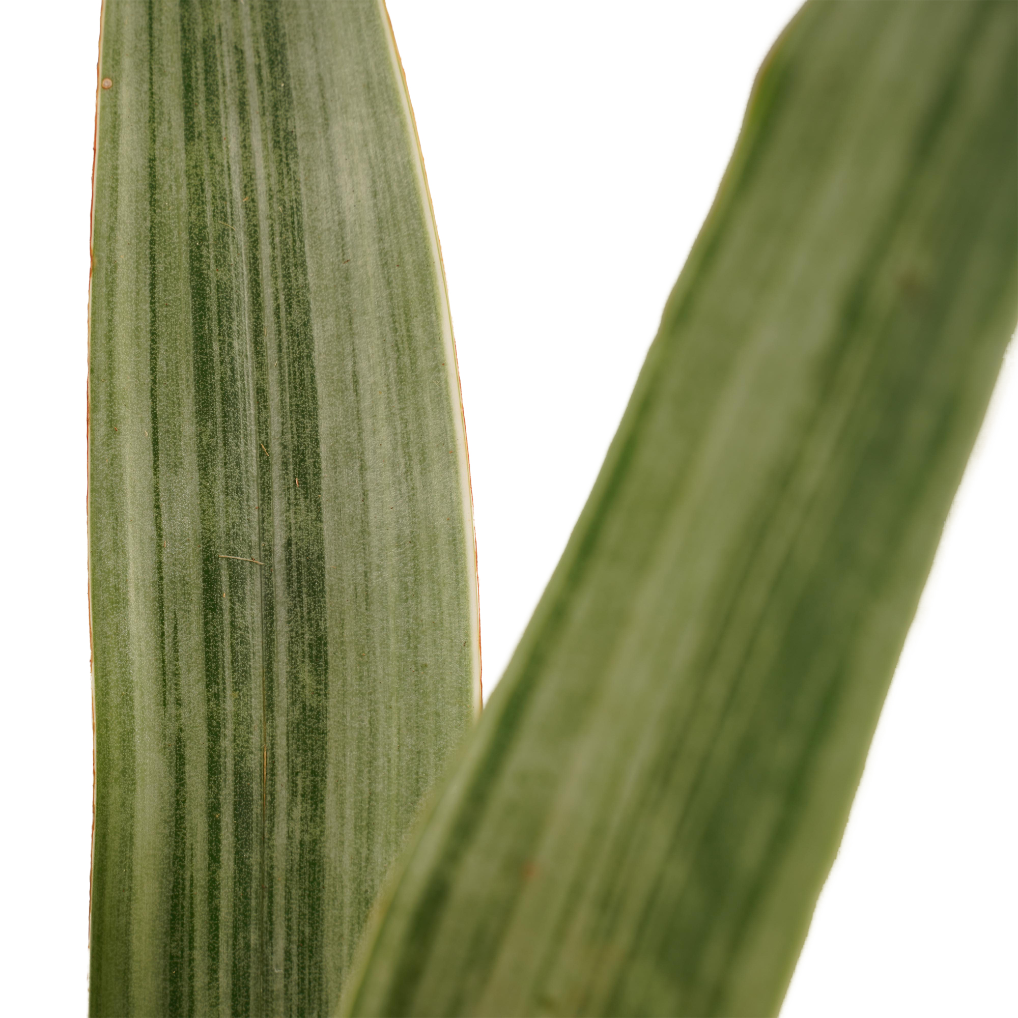 Decorum Sansevieria Aubrytniana Metallica met Elho B.for soft antracite - Afbeelding 3