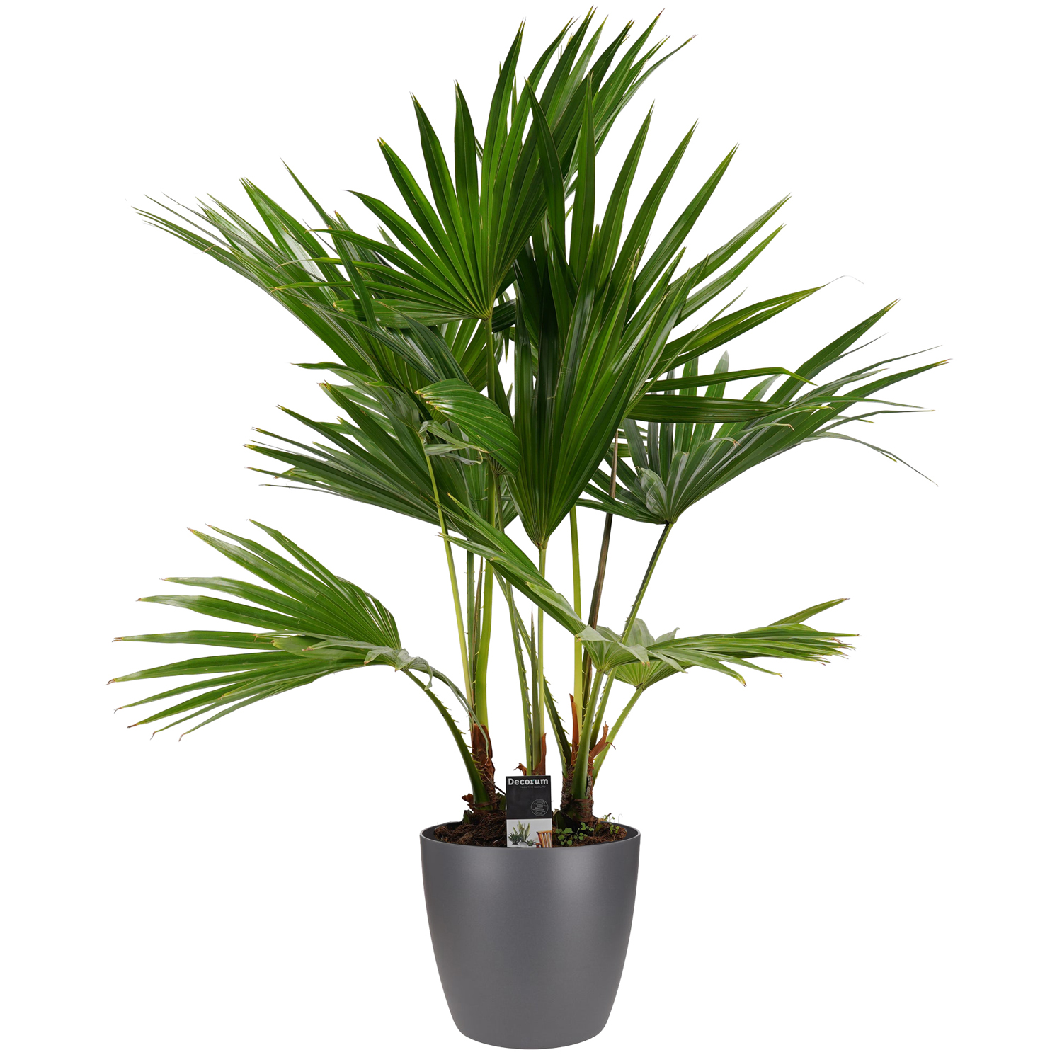 Decorum Livistona rotundifolia 3pp met Elho brussels antracite