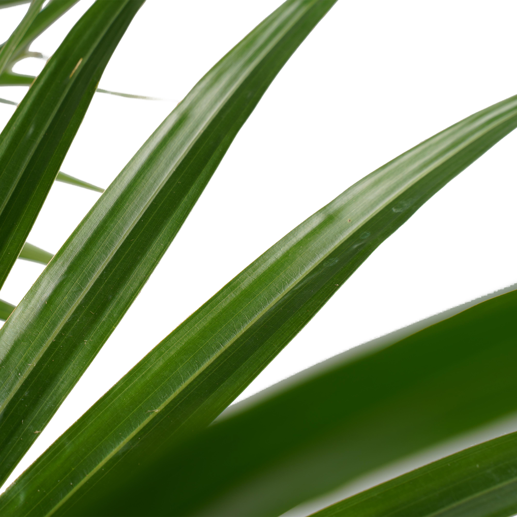 Decorum Livistona rotundifolia 3pp met Elho brussels antracite - Afbeelding 3