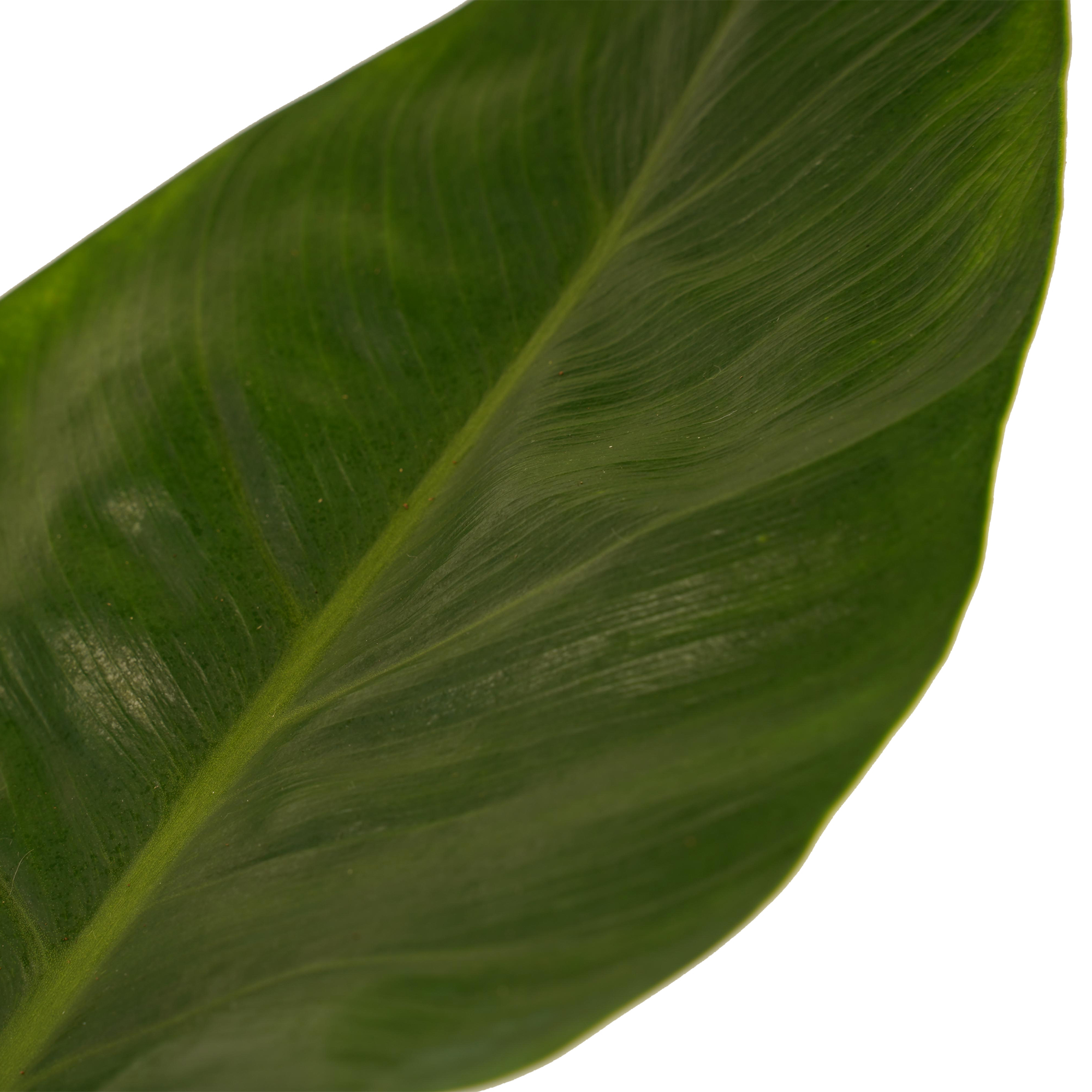 Decorum Philodendron Imperial Green Feel Green met Elho B.for soft antracite - Afbeelding 3