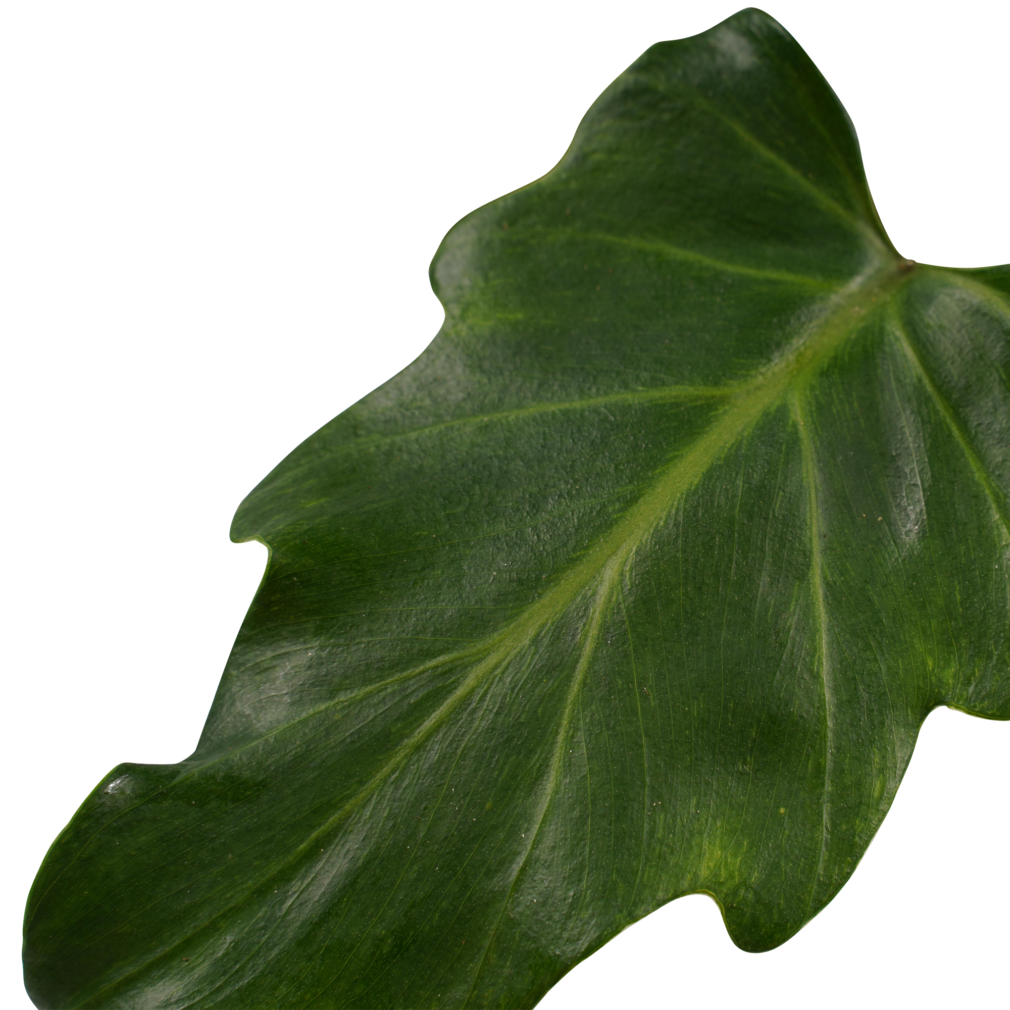 Decorum Philodendron Xanadu Feel Green met Elho B.for soft antracite - Afbeelding 3