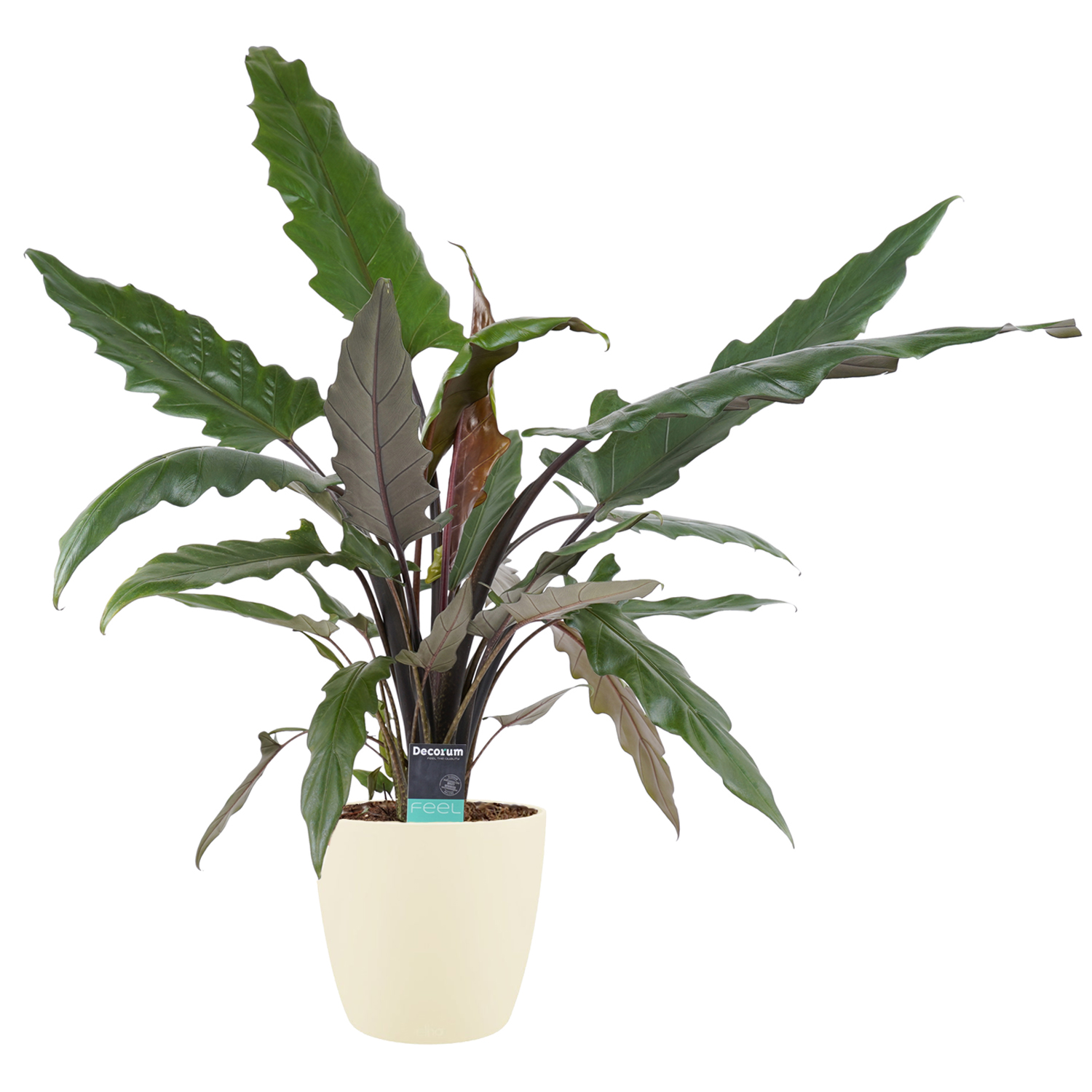 Decorum Alocasia Lauterbachiana met Elho brussels soap