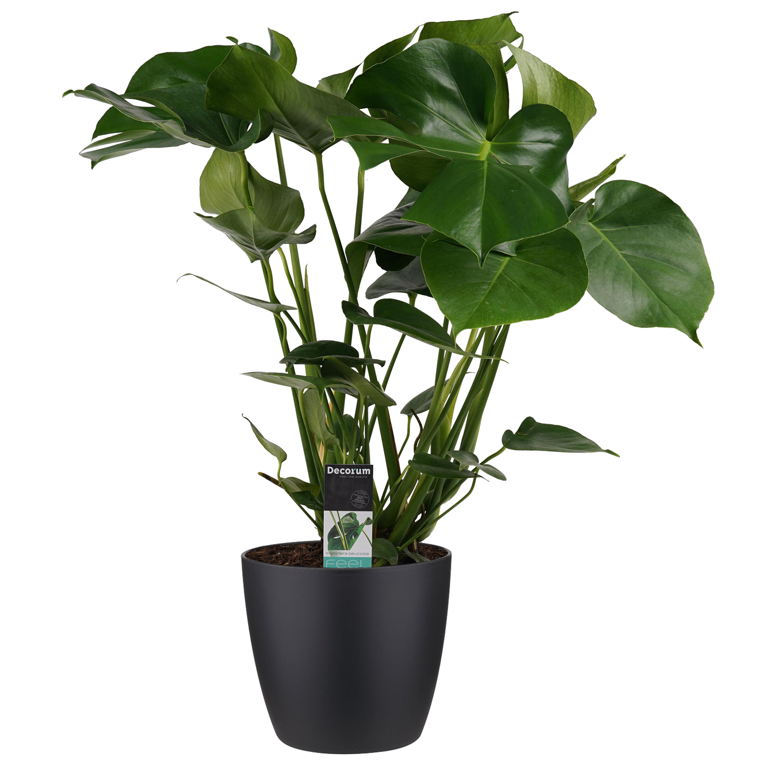 Decorum Monstera Deliciosa met Elho brussels living black