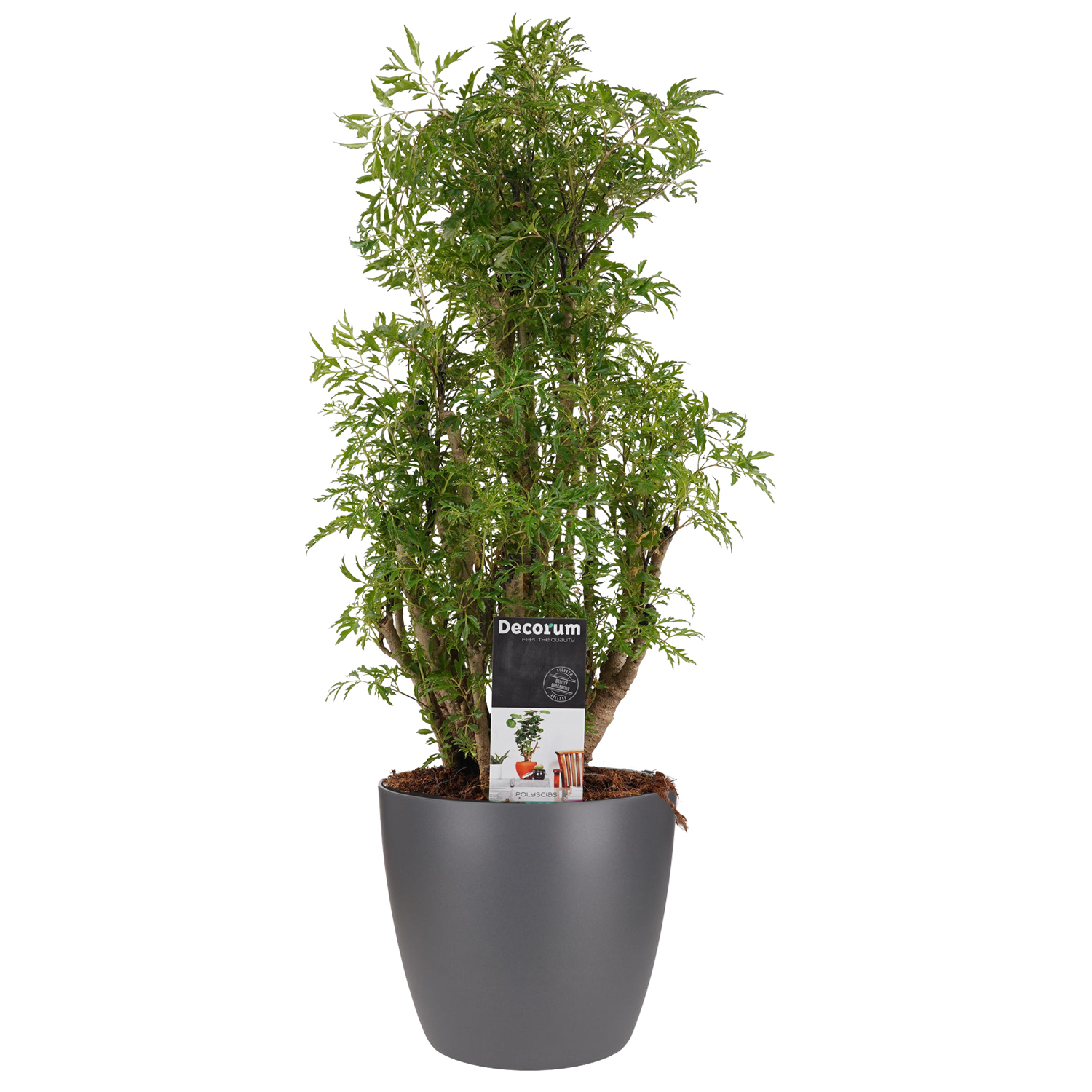 Decorum Polyscias Hawaiiana Ming vertakt met Elho brussels antracite