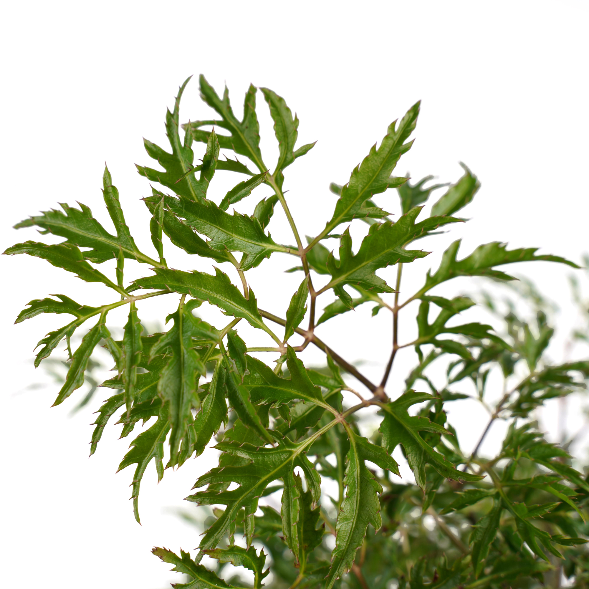 Decorum Polyscias Hawaiiana Ming vertakt met Elho brussels antracite - Afbeelding 3