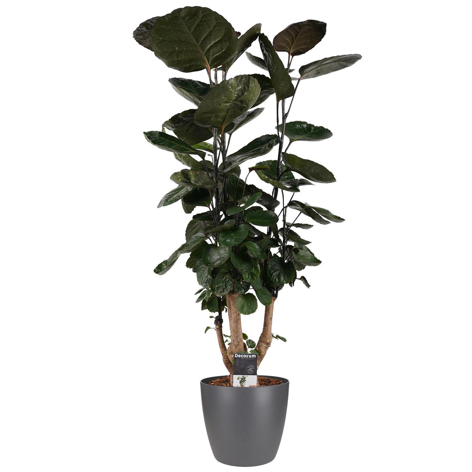 Decorum Polyscias Fabian vertakt met Elho brussels antracite