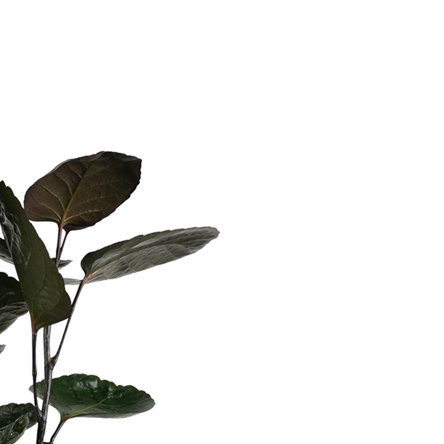 Decorum Polyscias Fabian vertakt met Elho brussels antracite - Afbeelding 3