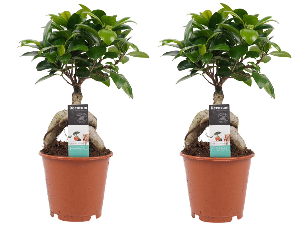 Decorum Duo Ficus Ginseng Bonsai geënt