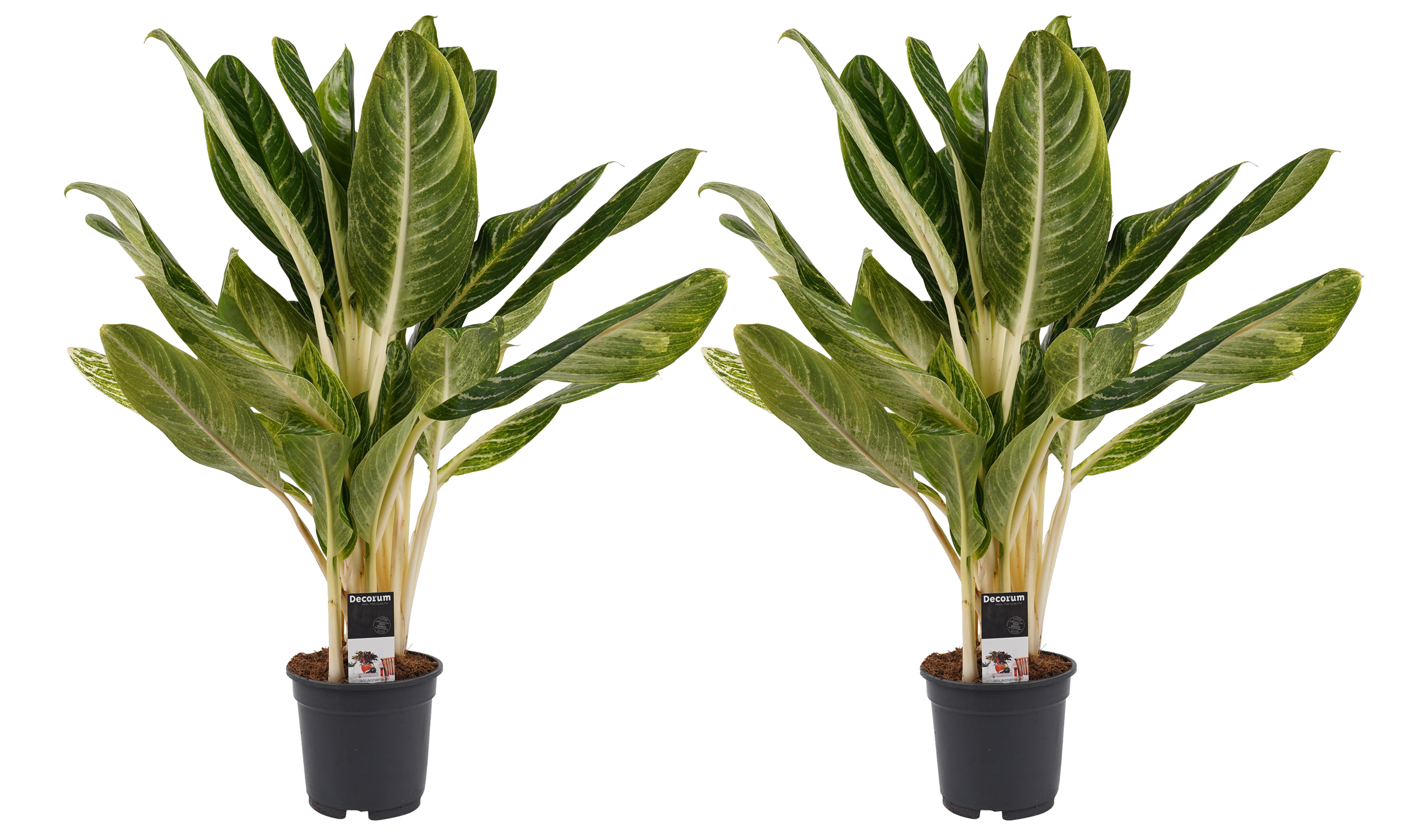Decorum Duo Aglaonema Keylime