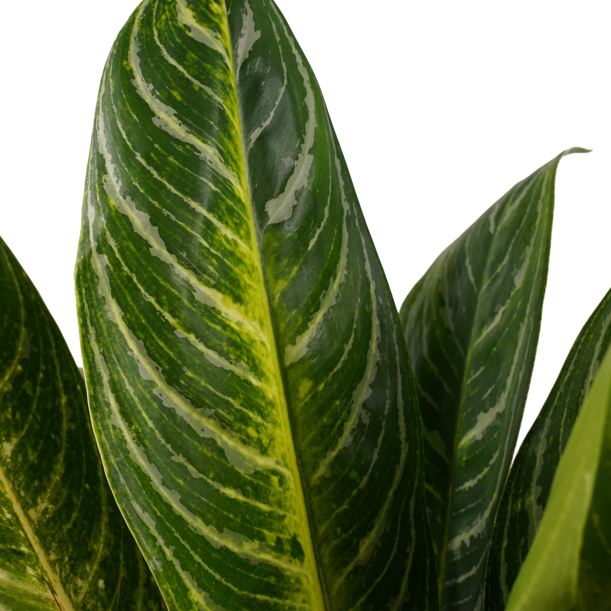 Decorum Duo Aglaonema Keylime - Afbeelding 3