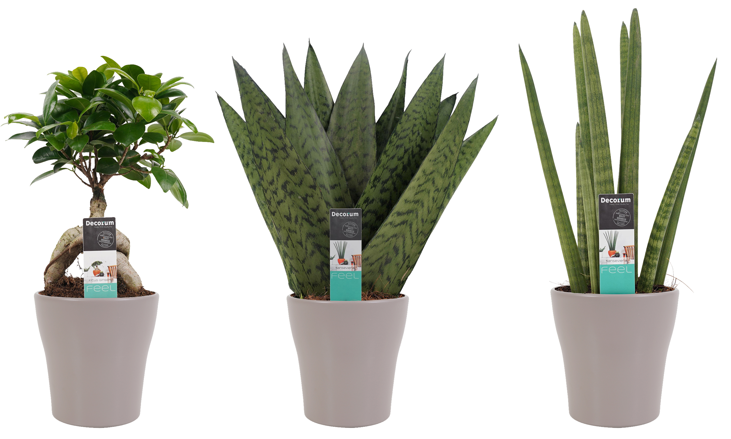 Decorum Combipakket Ficus Ginseng Bonsai geënt - Sansevieria Cylindrica - Sansevieria Zeylanica met Anna Taupe