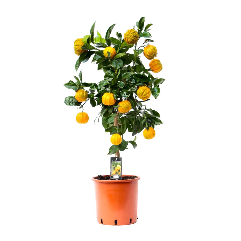 Citrus Canaliculata - Afbeelding 3