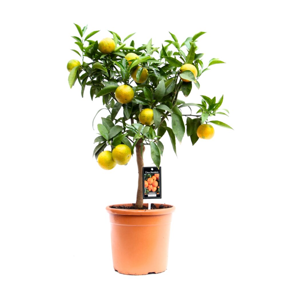 Citrus Clementine - Afbeelding 3