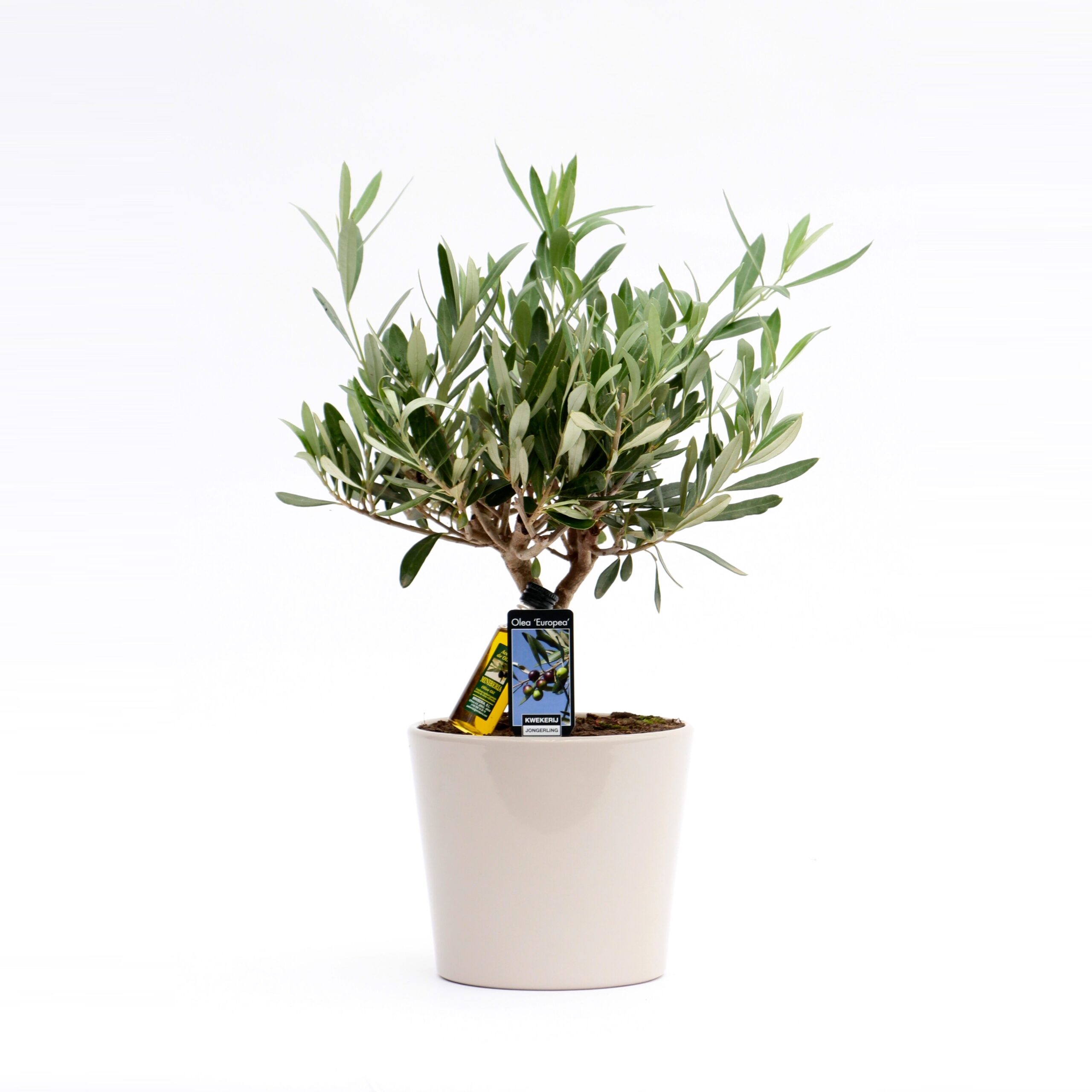 Olea Olijf in Roma keramiek