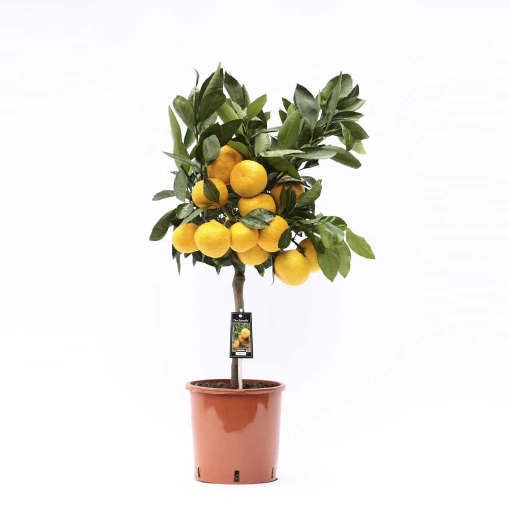 Citrus Satsuma - Afbeelding 3