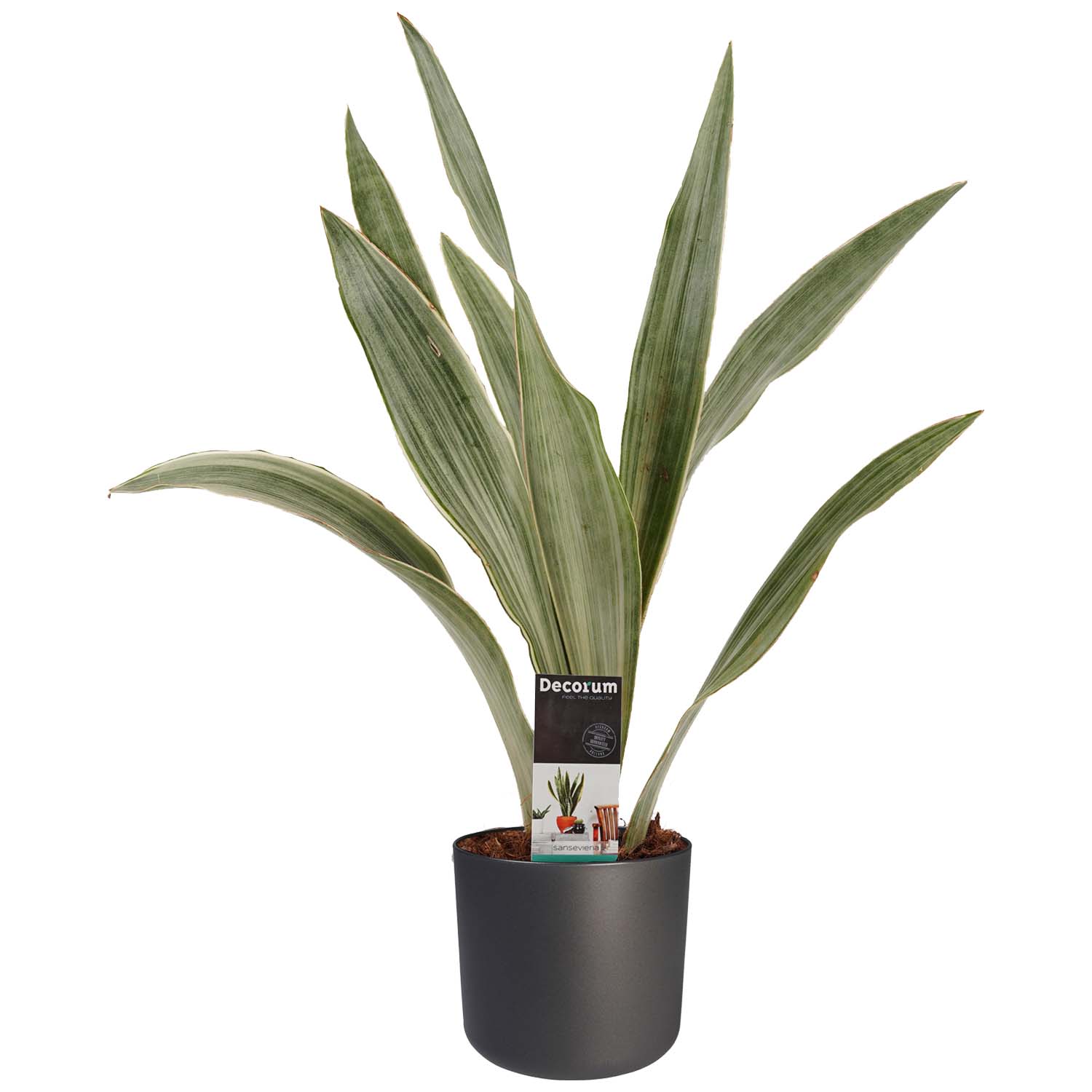 Decorum Sansevieria Aubrytniana Metallica met Elho B.for soft antracite