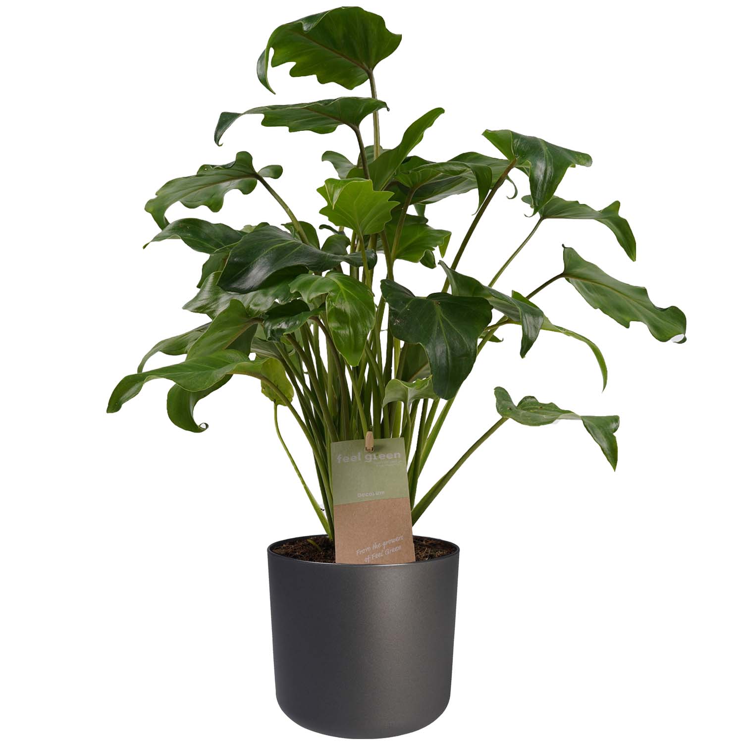 Decorum Philodendron Xanadu Feel Green met Elho B.for soft antracite