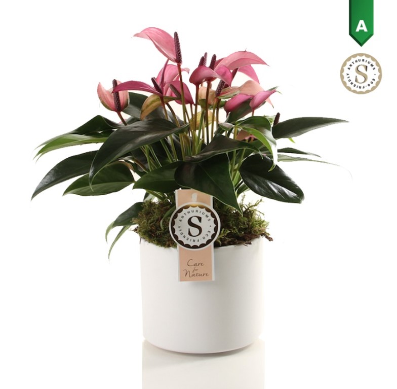 Anthurium Zizou in Bari Keramiek White