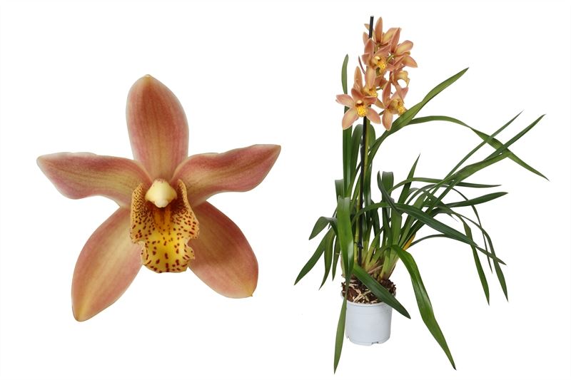 Cymbidium Wilhelmina