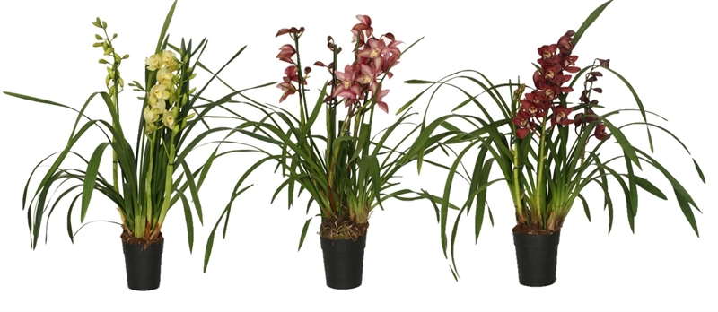 Cymbidium Mix