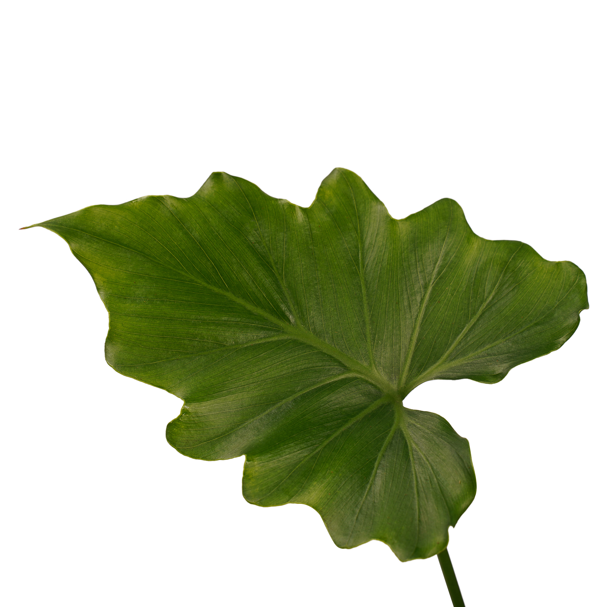 Decorum Philodendron Shangri La - Afbeelding 3