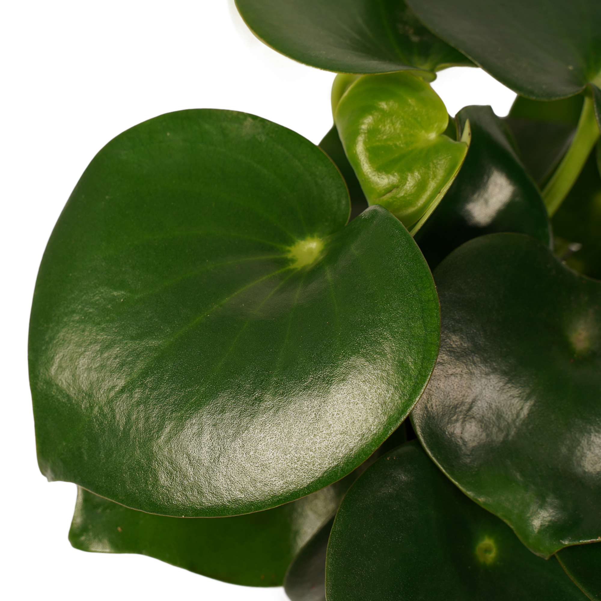 Decorum Peperomia Raindrop Feel Green - Elho b.for antracite - Afbeelding 3
