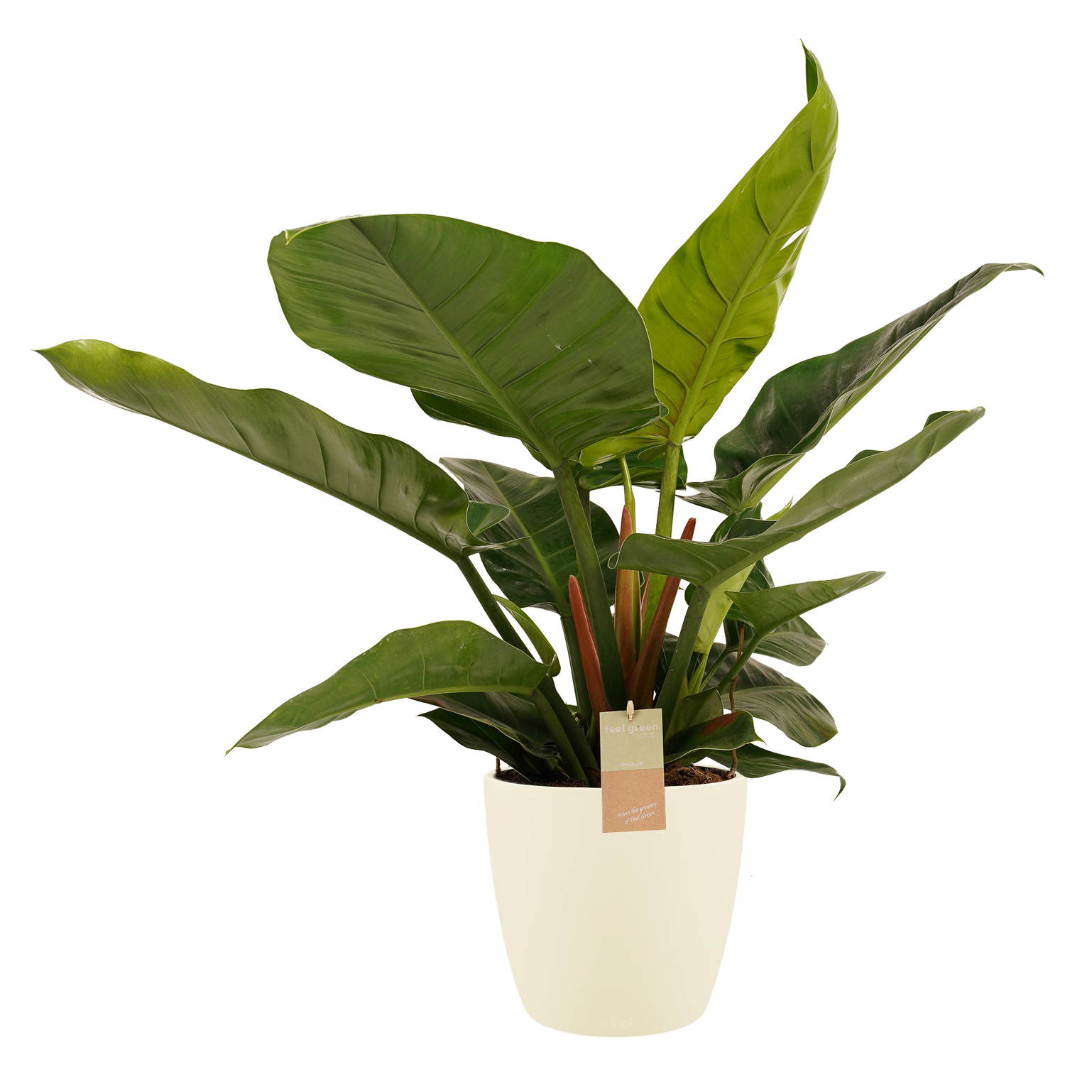 Decorum Philodendron Imperial Green - Elho brussels soap