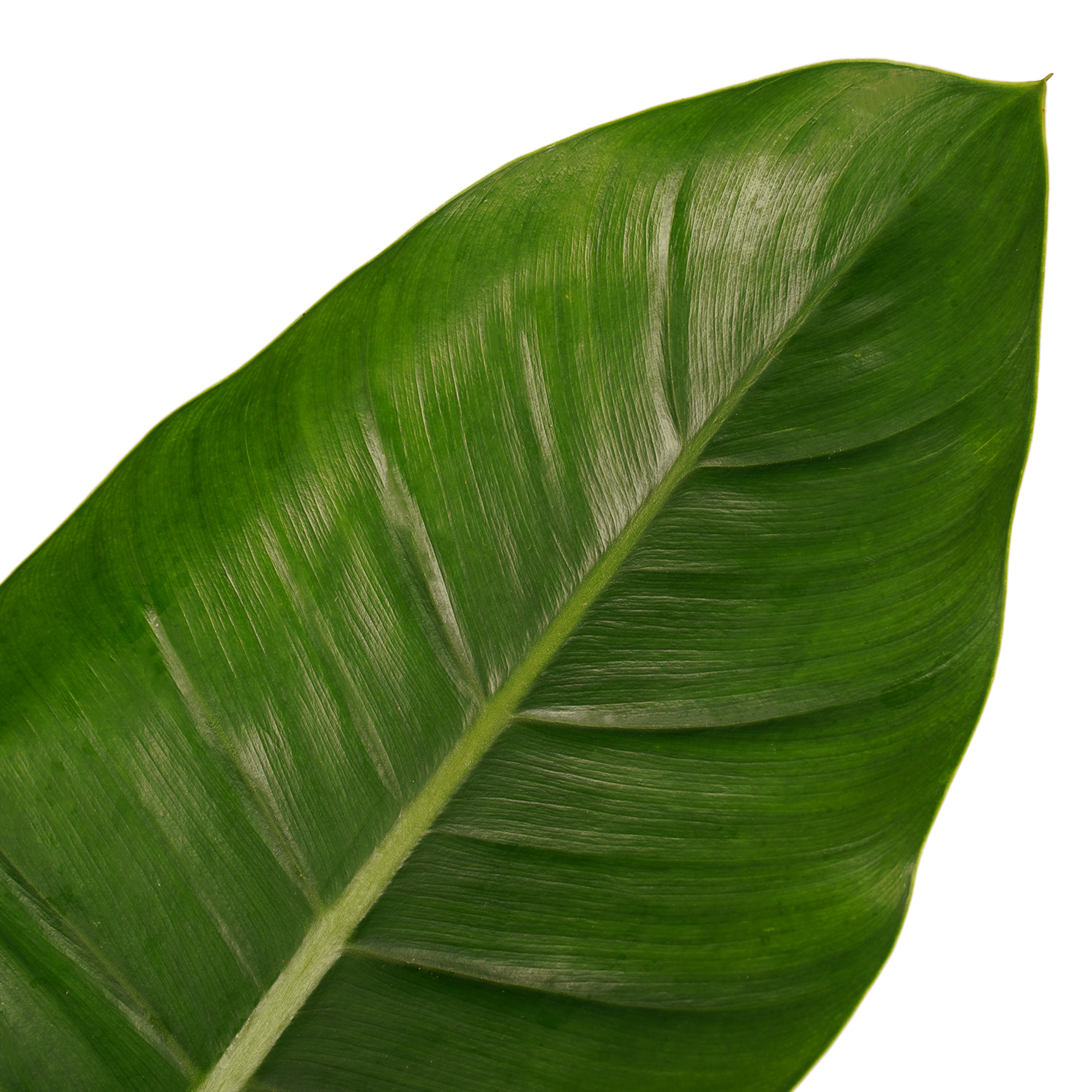 Decorum Philodendron Imperial Green - Elho brussels soap - Afbeelding 3