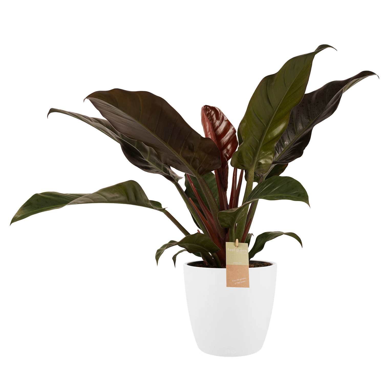 Decorum Philodendron Imperial Red - Elho brussels white