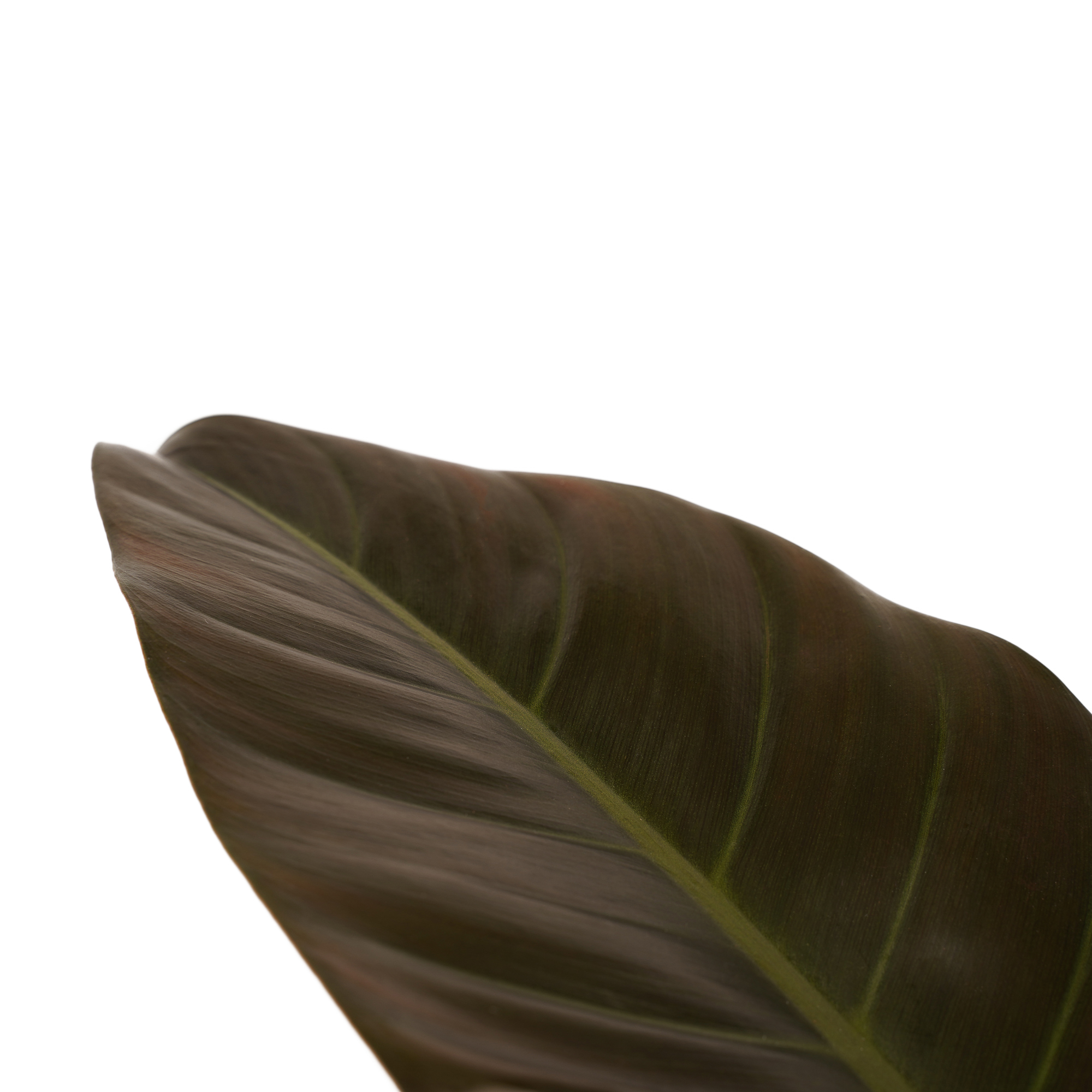 Decorum Philodendron Imperial Red - Elho brussels white - Afbeelding 3