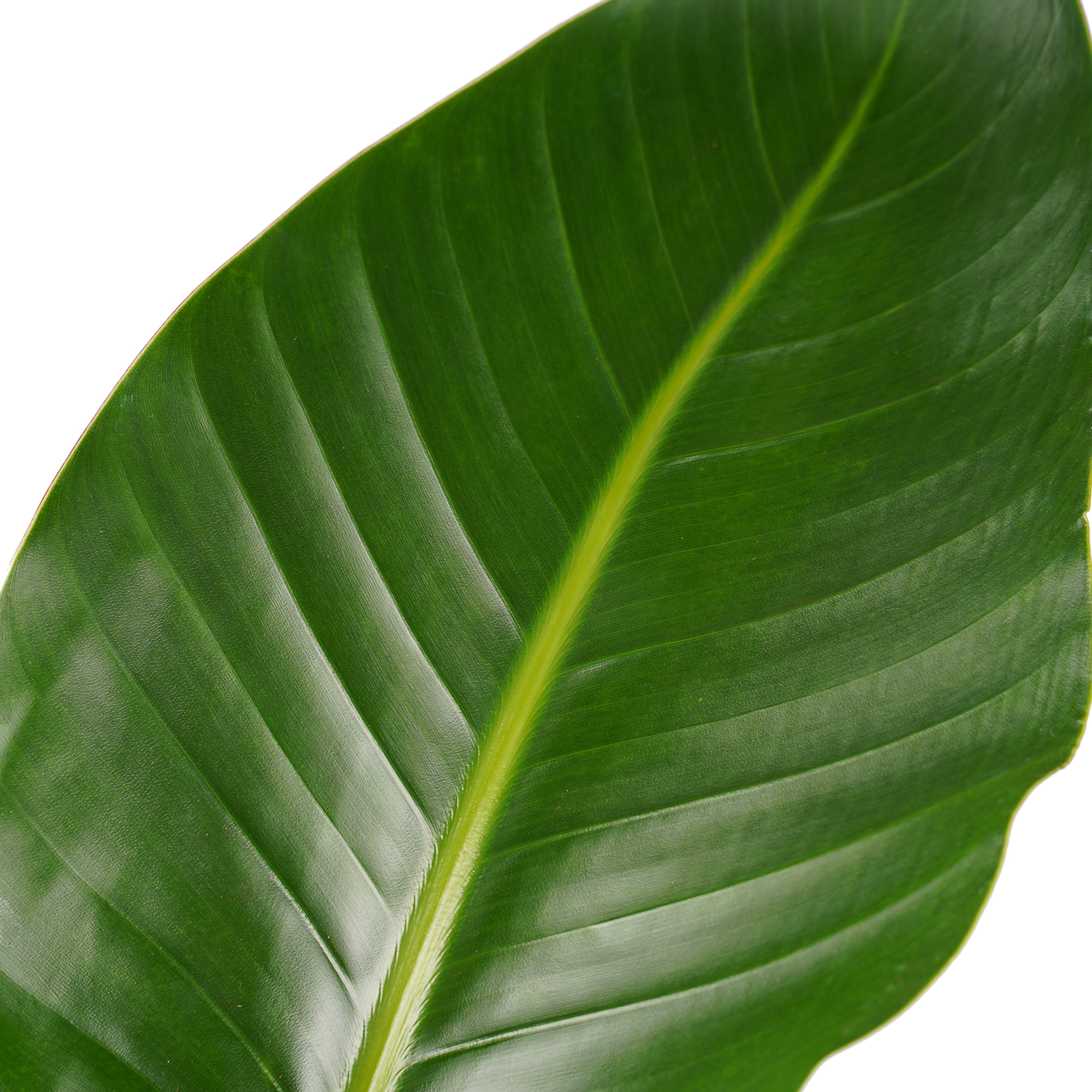 Decorum Strelitzia Nicolai - Elho brussels antracite - Afbeelding 3