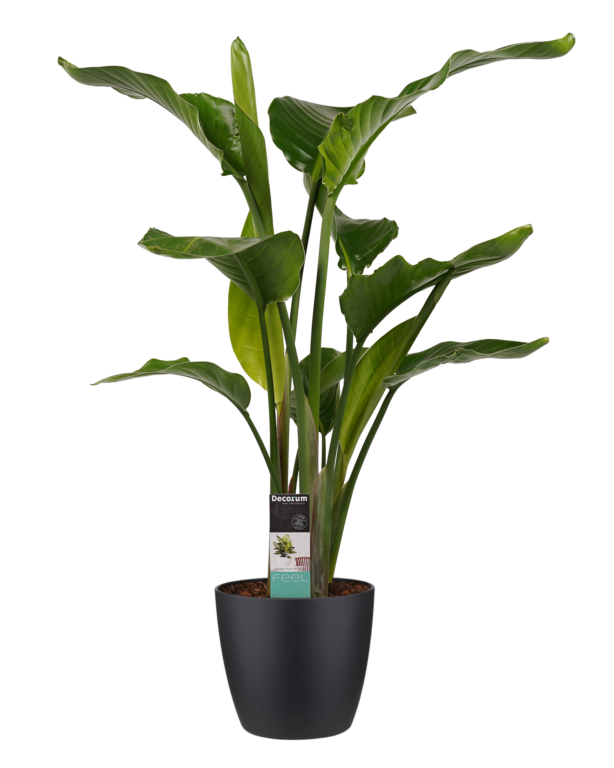 Decorum Strelitzia Nicolai - Elho brussels black