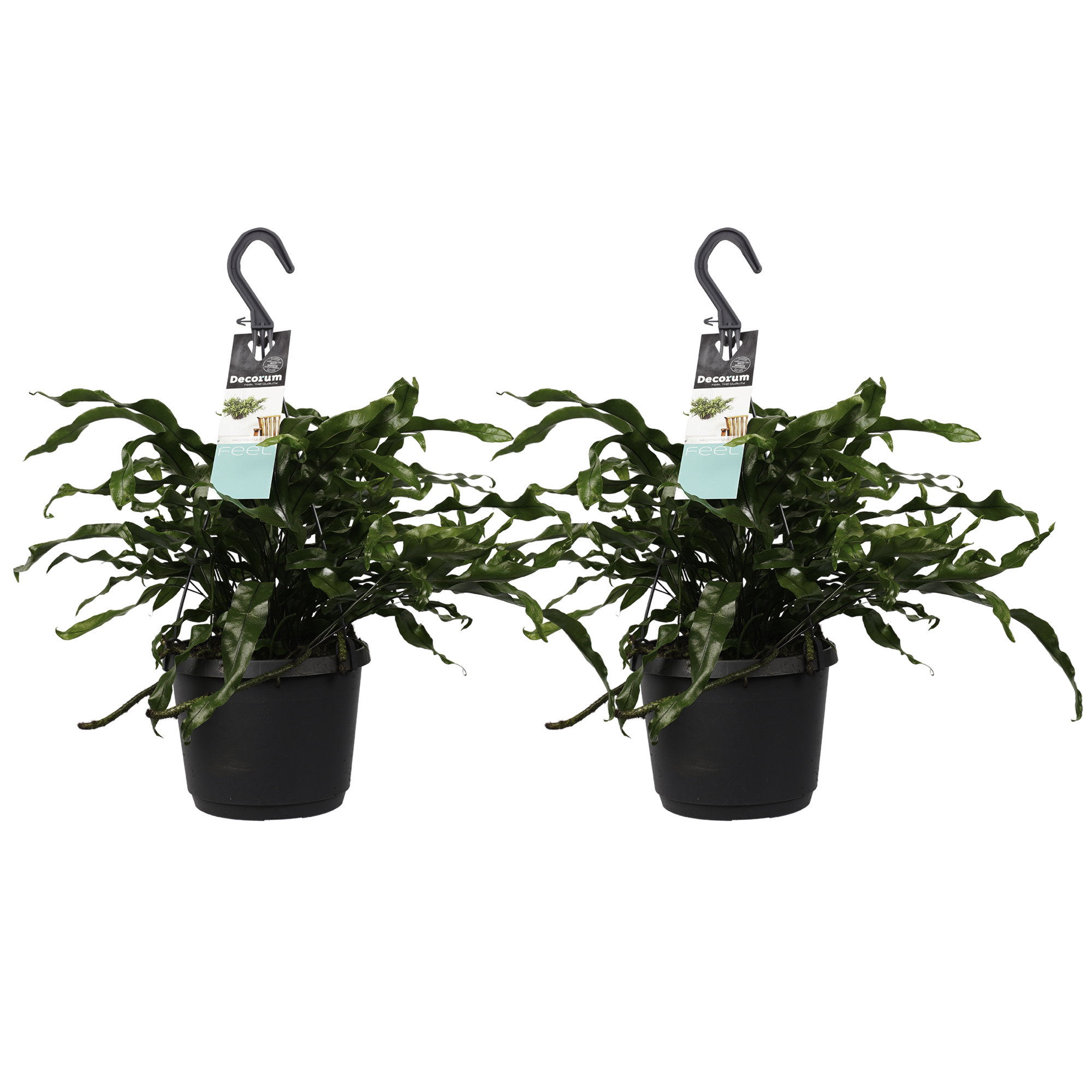 Decorum Duo Microsorum diversifolium